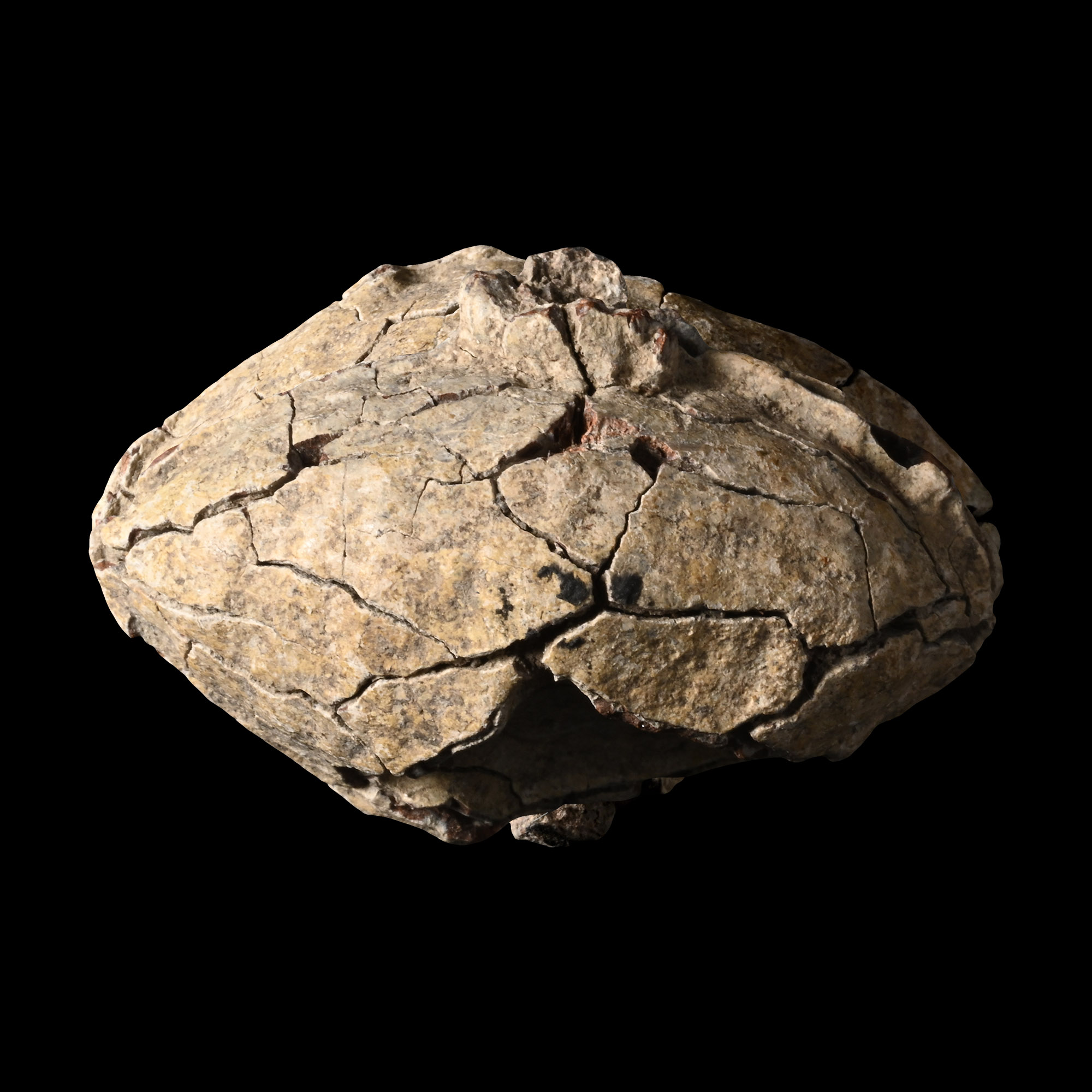 Roman Lead Slingshot of Quintus Sertorius