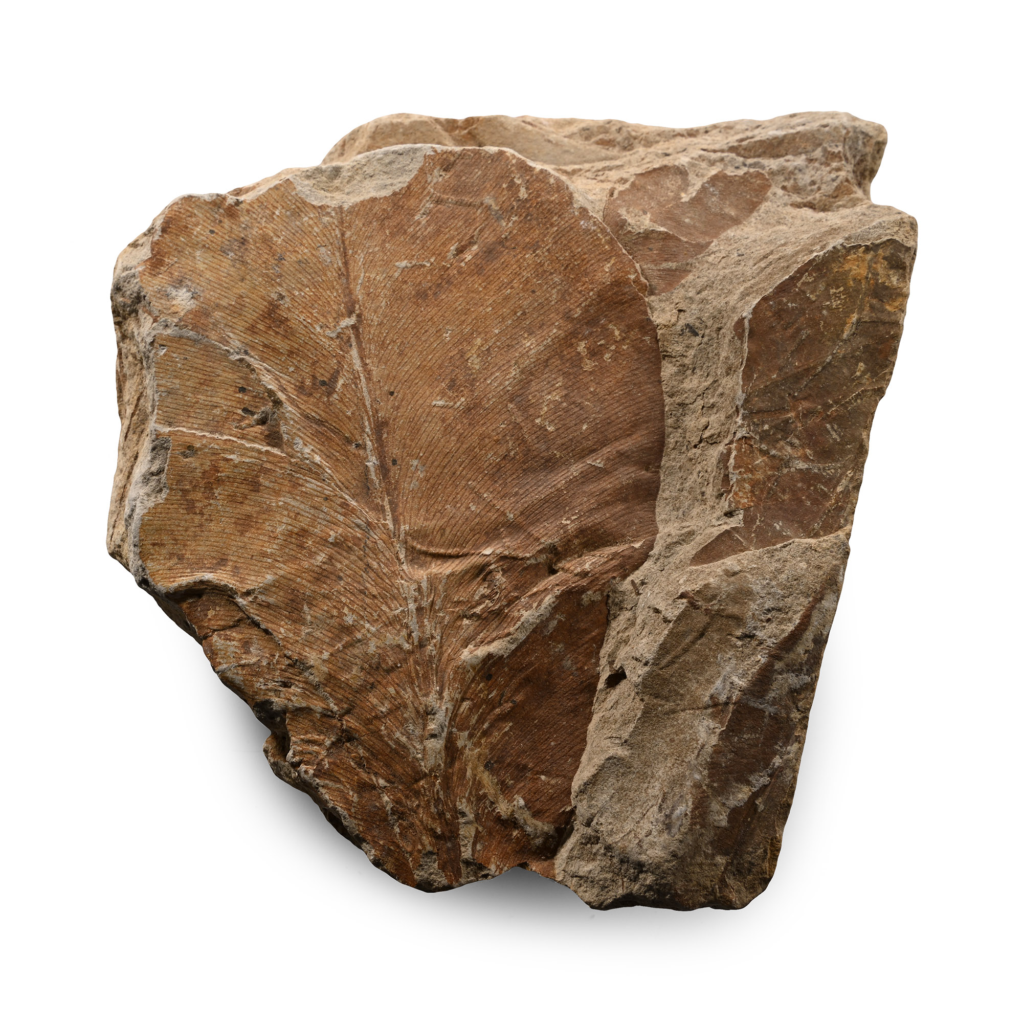 Fossilised Leaves in Matrix
