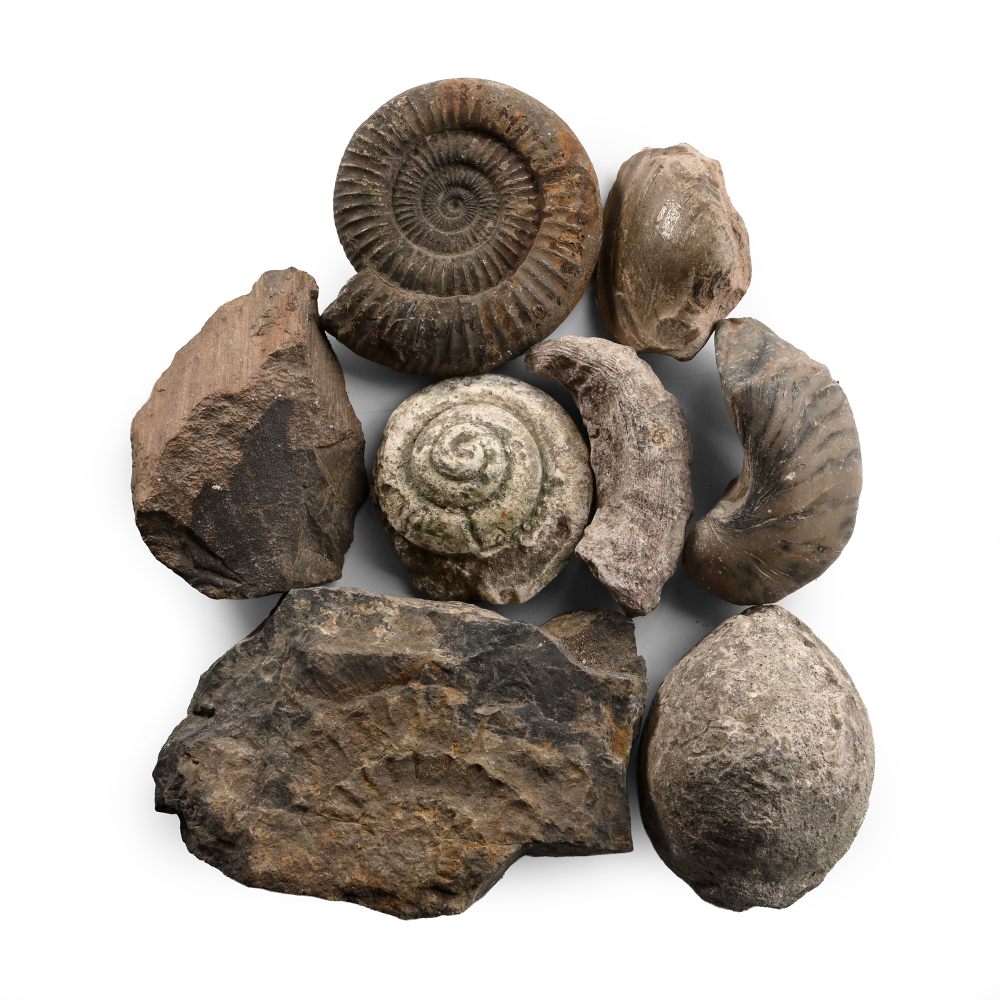 Fossil Collection