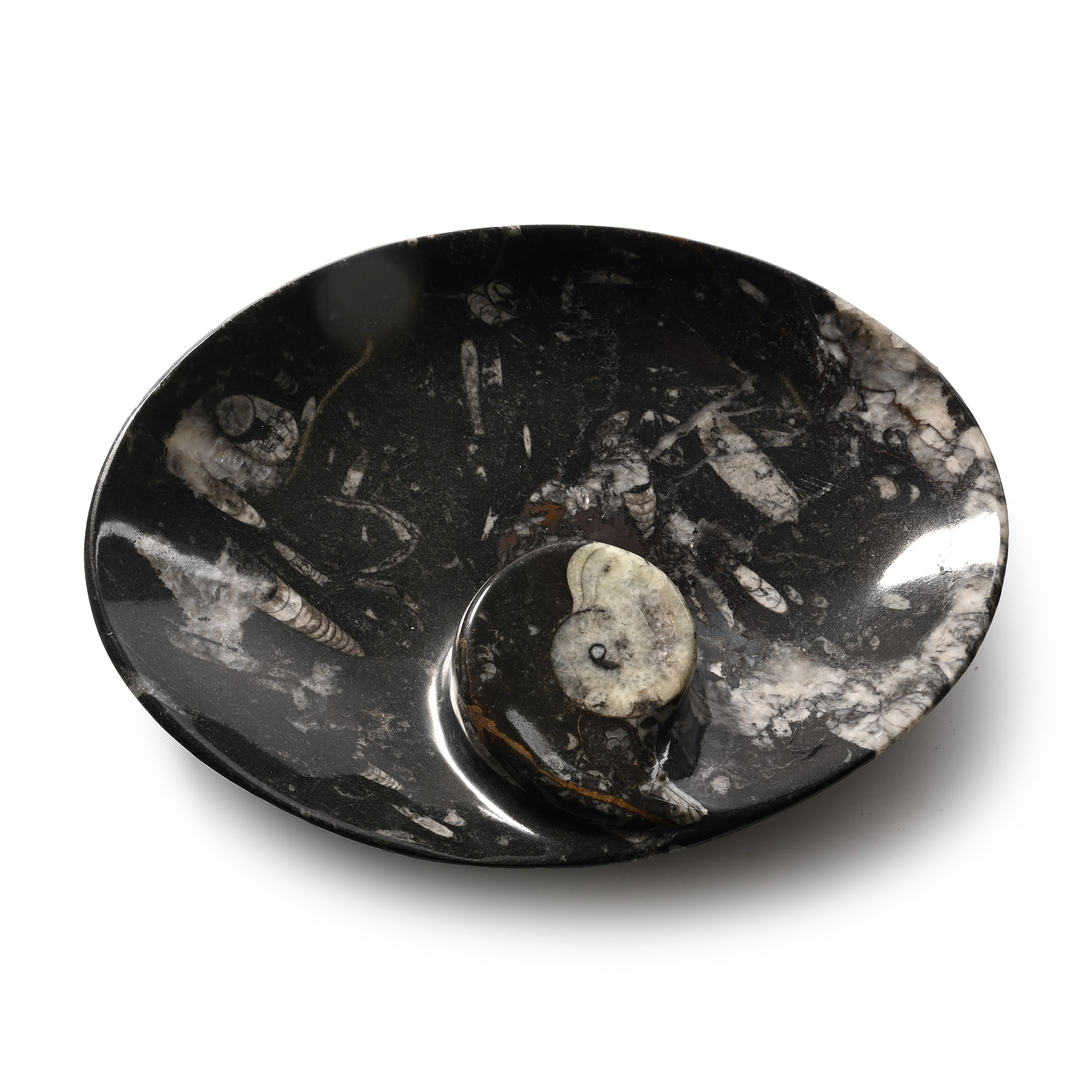 Polished Goniatite and Orthoceras Fossil Oval Bowl
