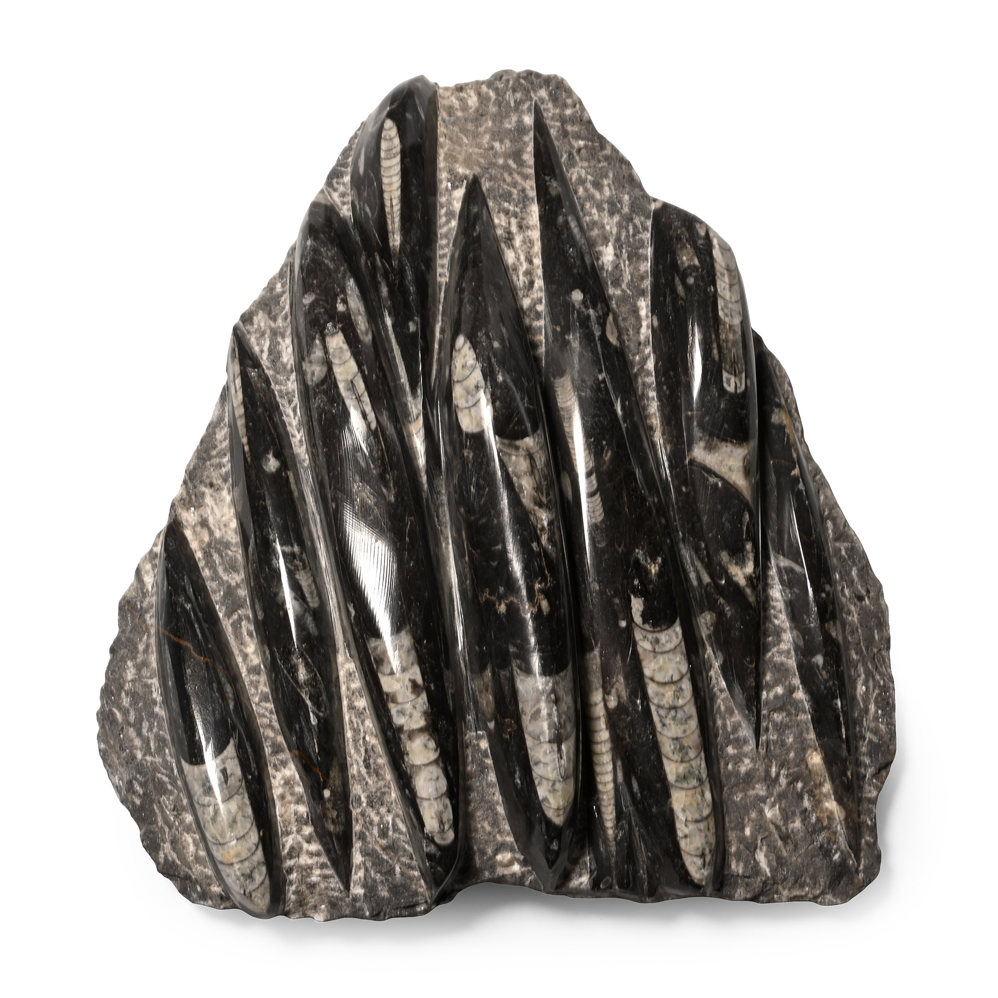 Polished Orthoceras Fossil Display Plaque