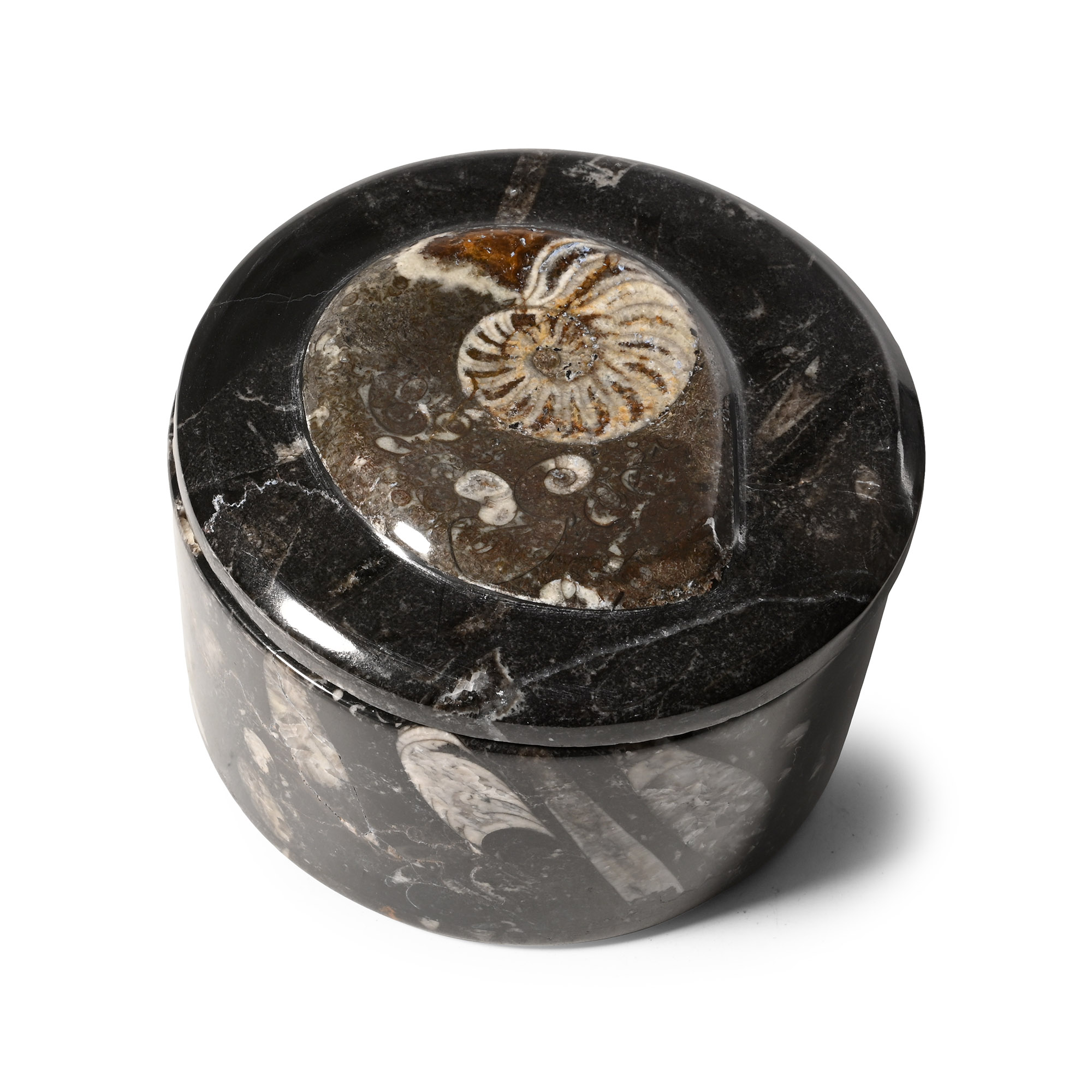 Polished Goniatite and Orthoceras Fossil Round Lidded Box