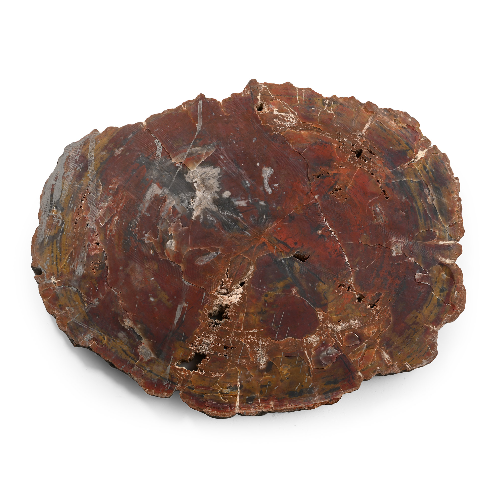 Very Large Cut Natural Unpolished Fossilised Tree Trunk Slice