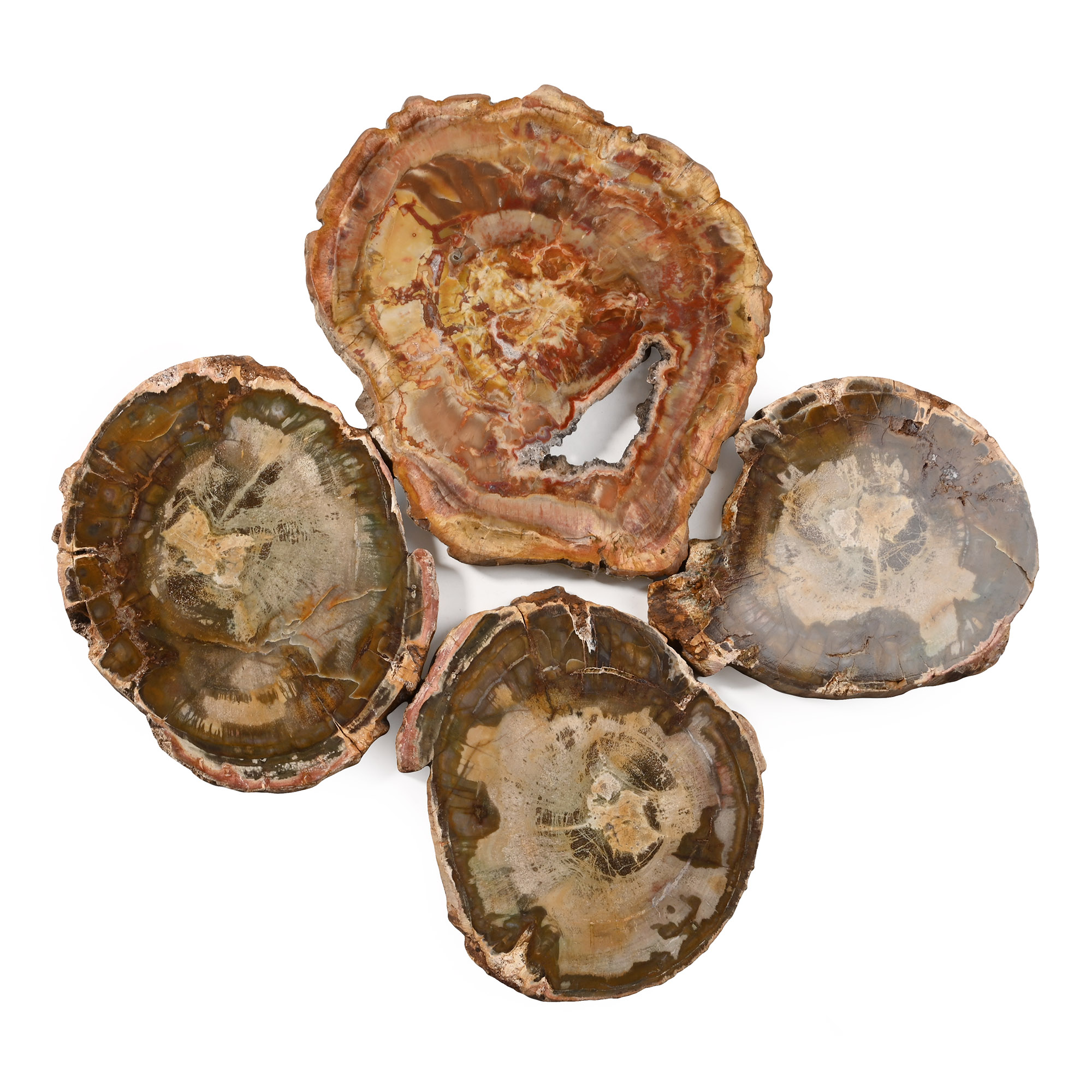 Group of Four [4] Cut and Polished Fossilised Wood Slices