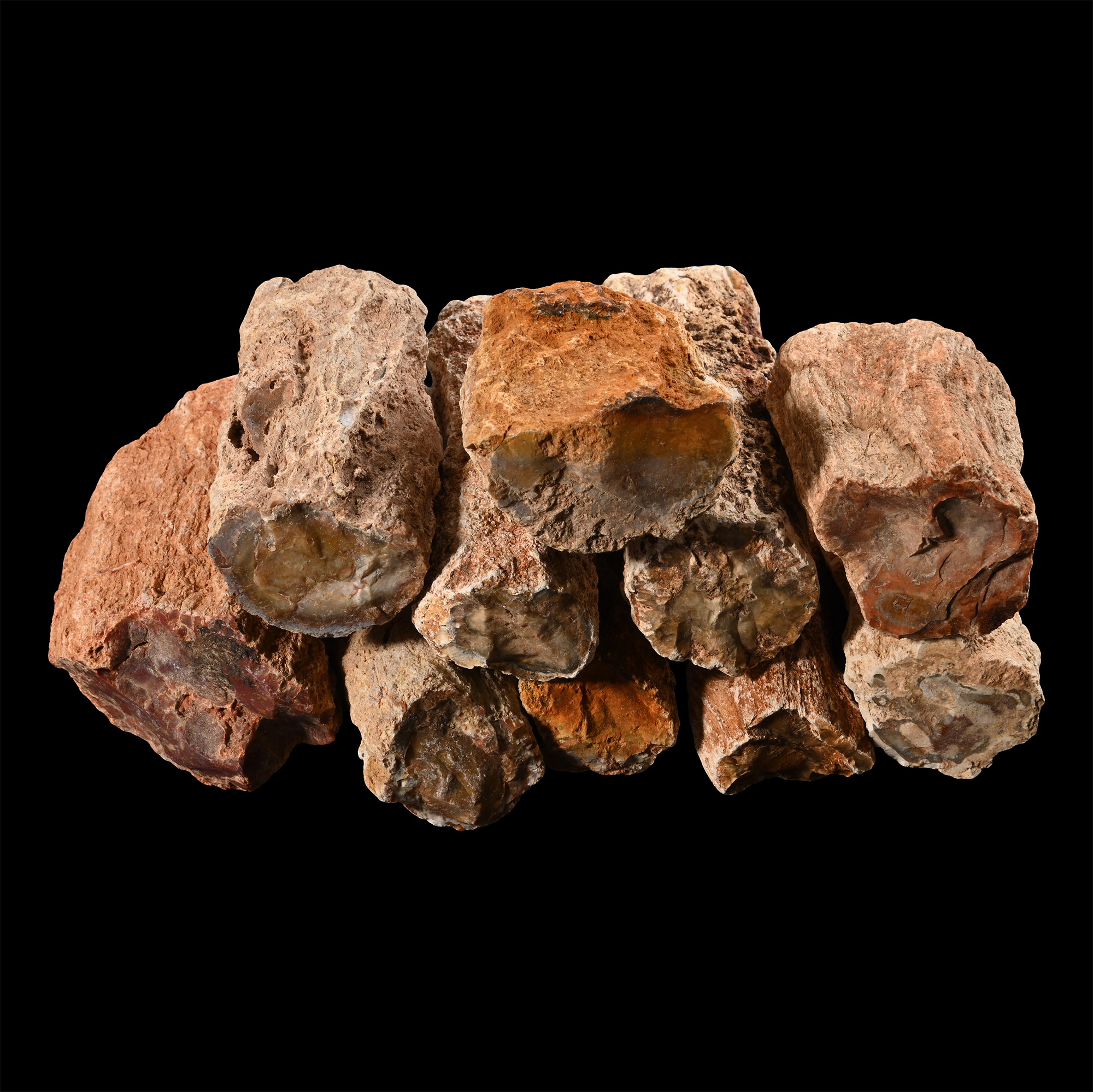 Group of Ten [10] Large Fossilised Tree Branch Sections