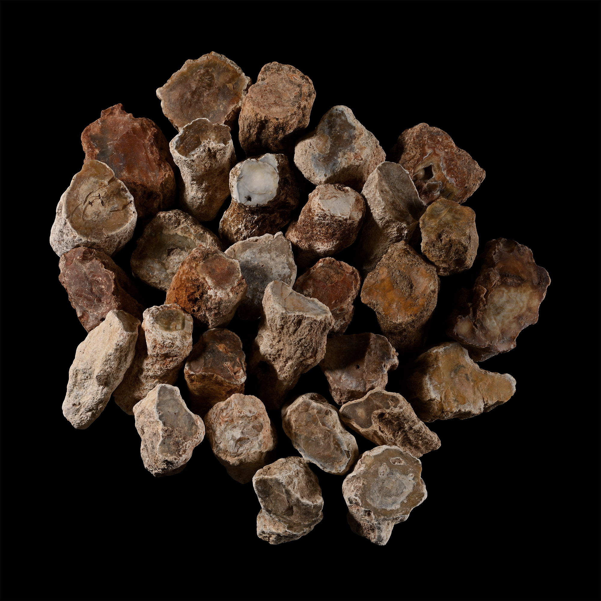 Group of Thirty [30] Medium Size Fossilised Tree Branch Sections