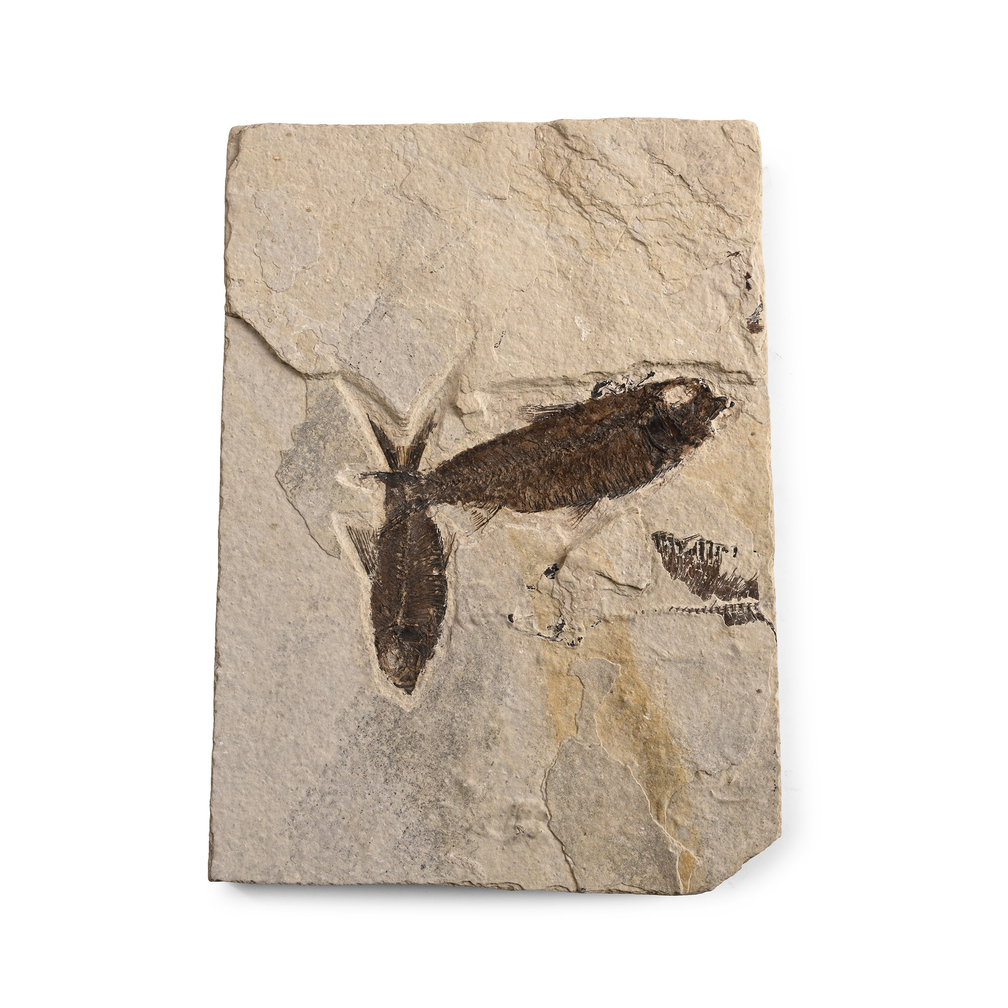 Fossil Knightia Fish Plate