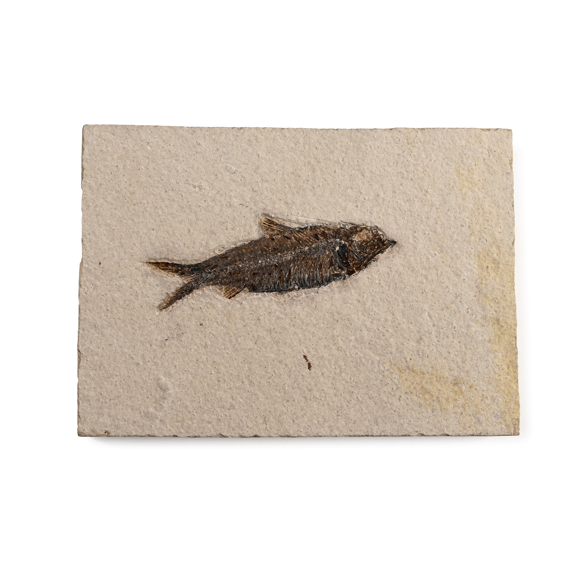 Fossil Knightia Fish Plate