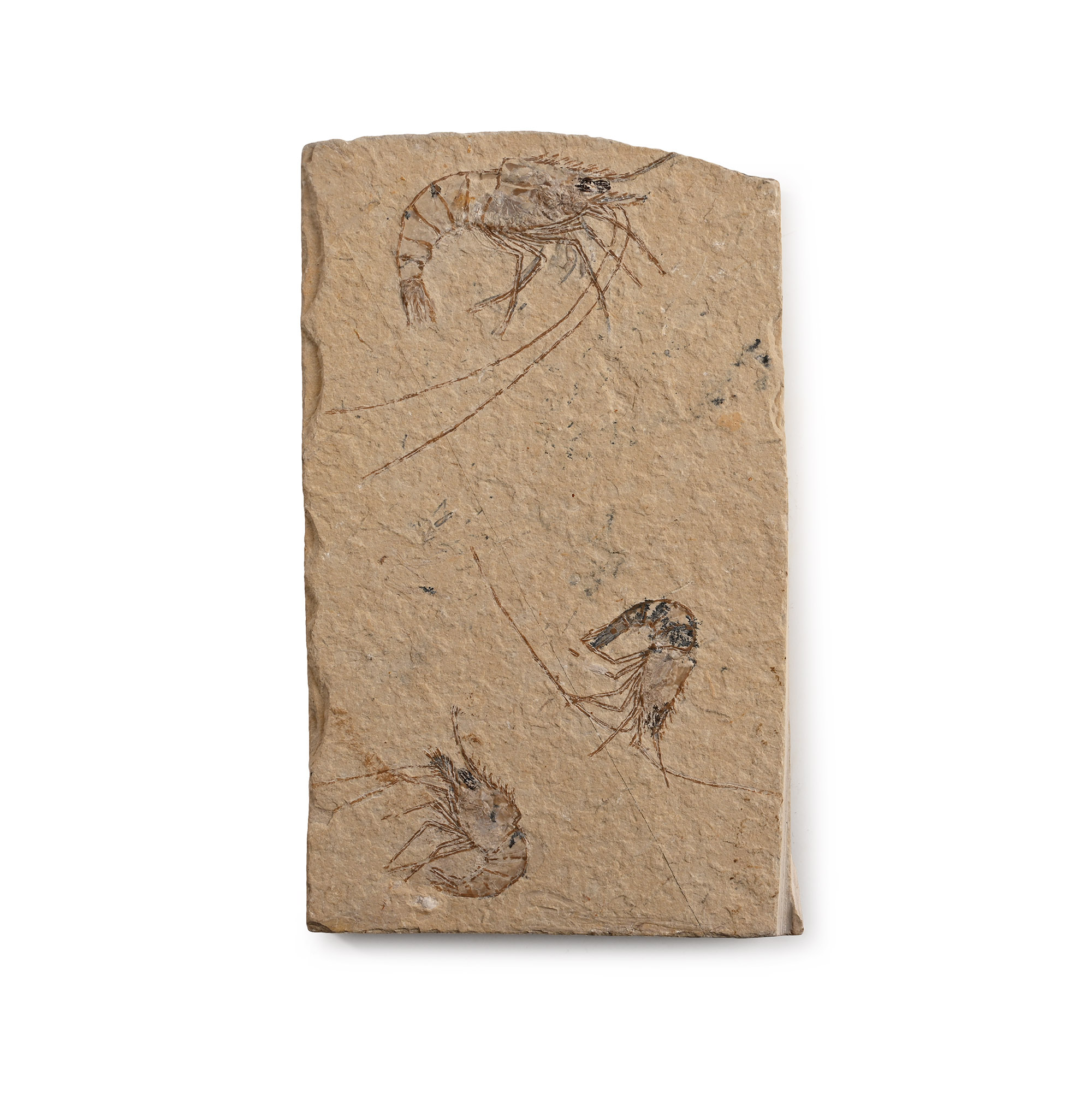 Fossil Shrimp Plate