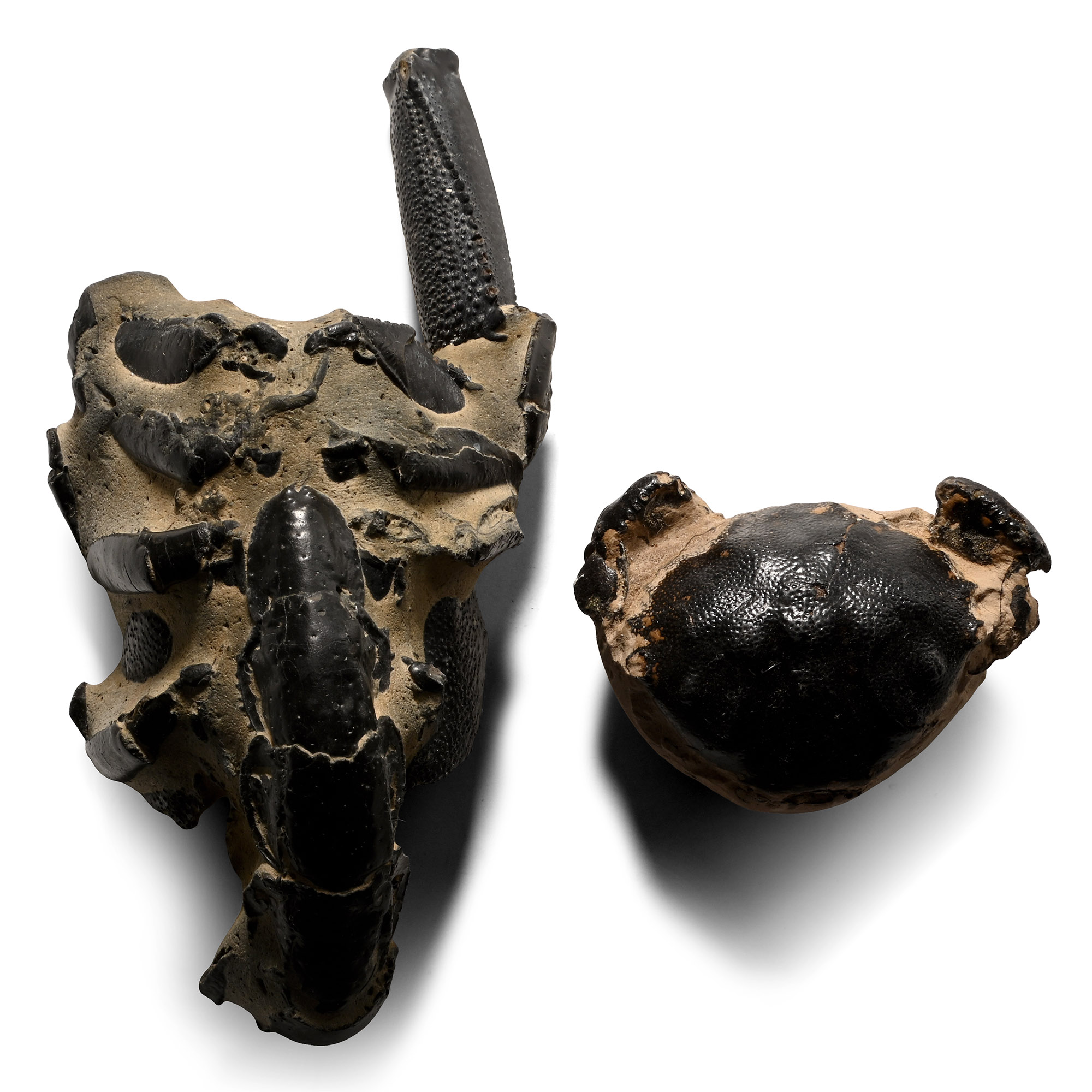 Fossil Lobster and London Clay Crab Group