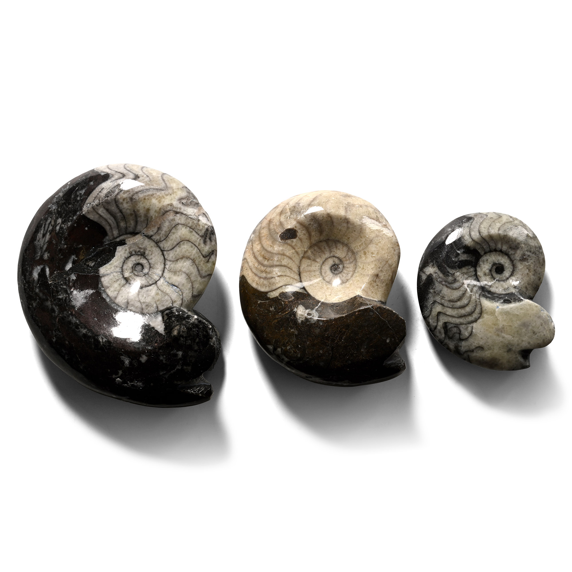 Polished Fossil Goniatite Specimen Collection