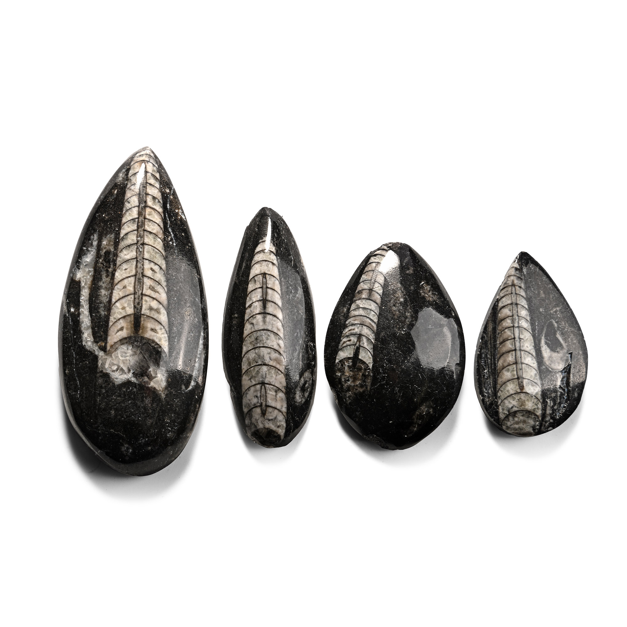 Polished Fossil Orthoceras Specimen Collection
