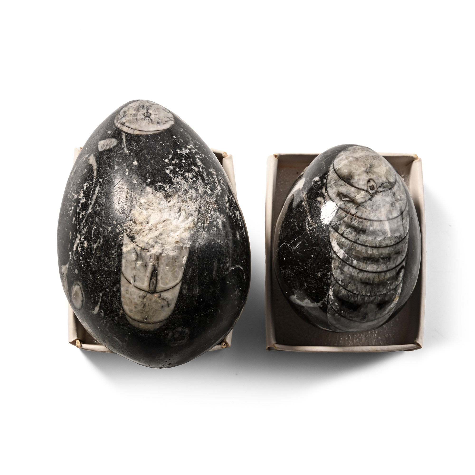Polished Fossil Orthoceras Egg Pair
