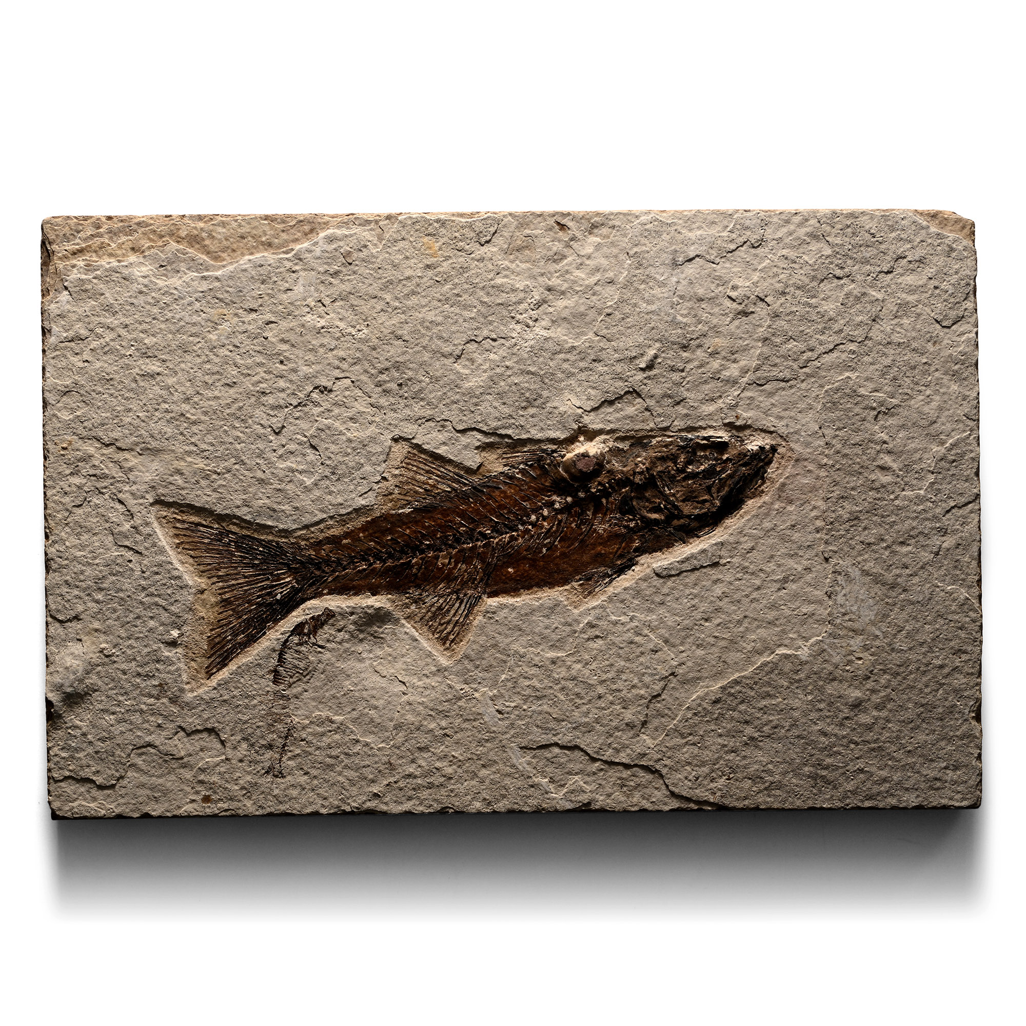 Fossil Mioplosus Fish in Matrix