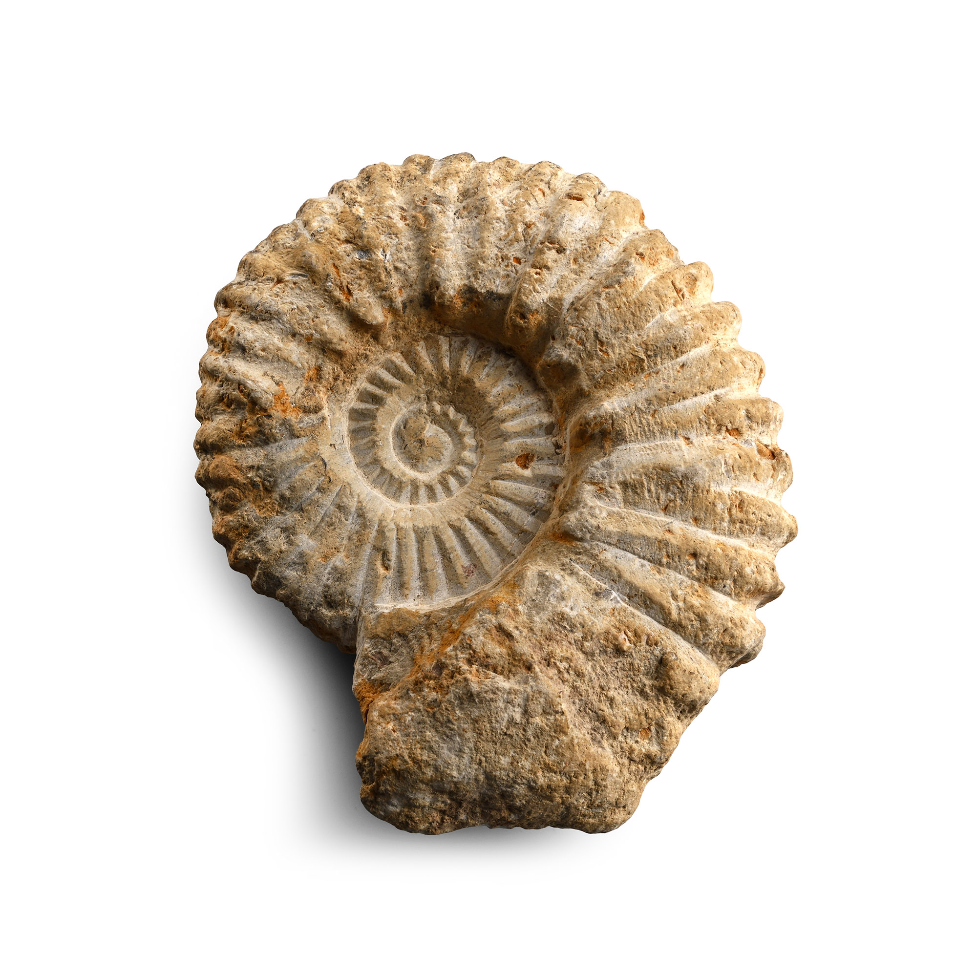 Fossil Agadir Ammonite