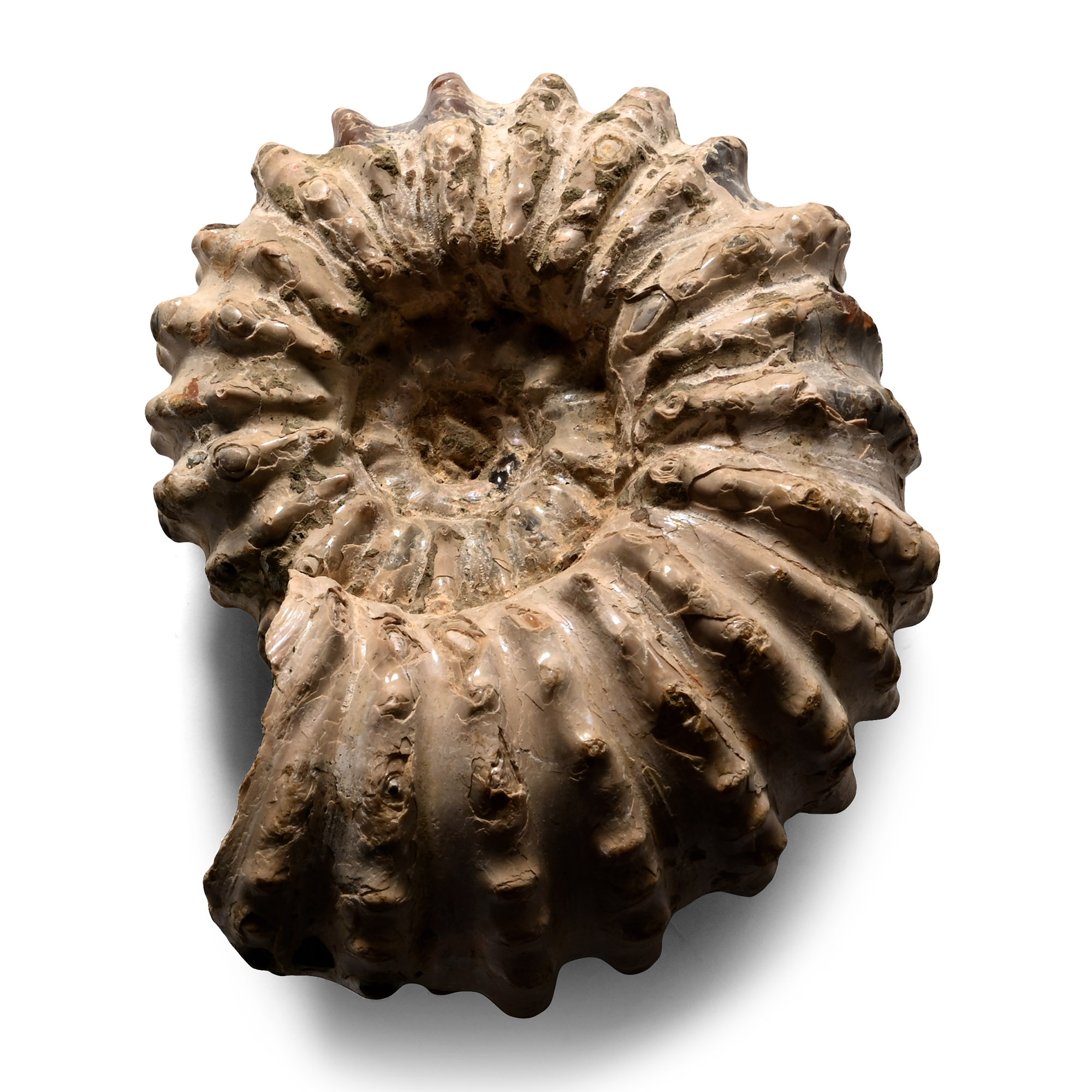 Fossil Douvilleiceras Mammilatum Ammonite