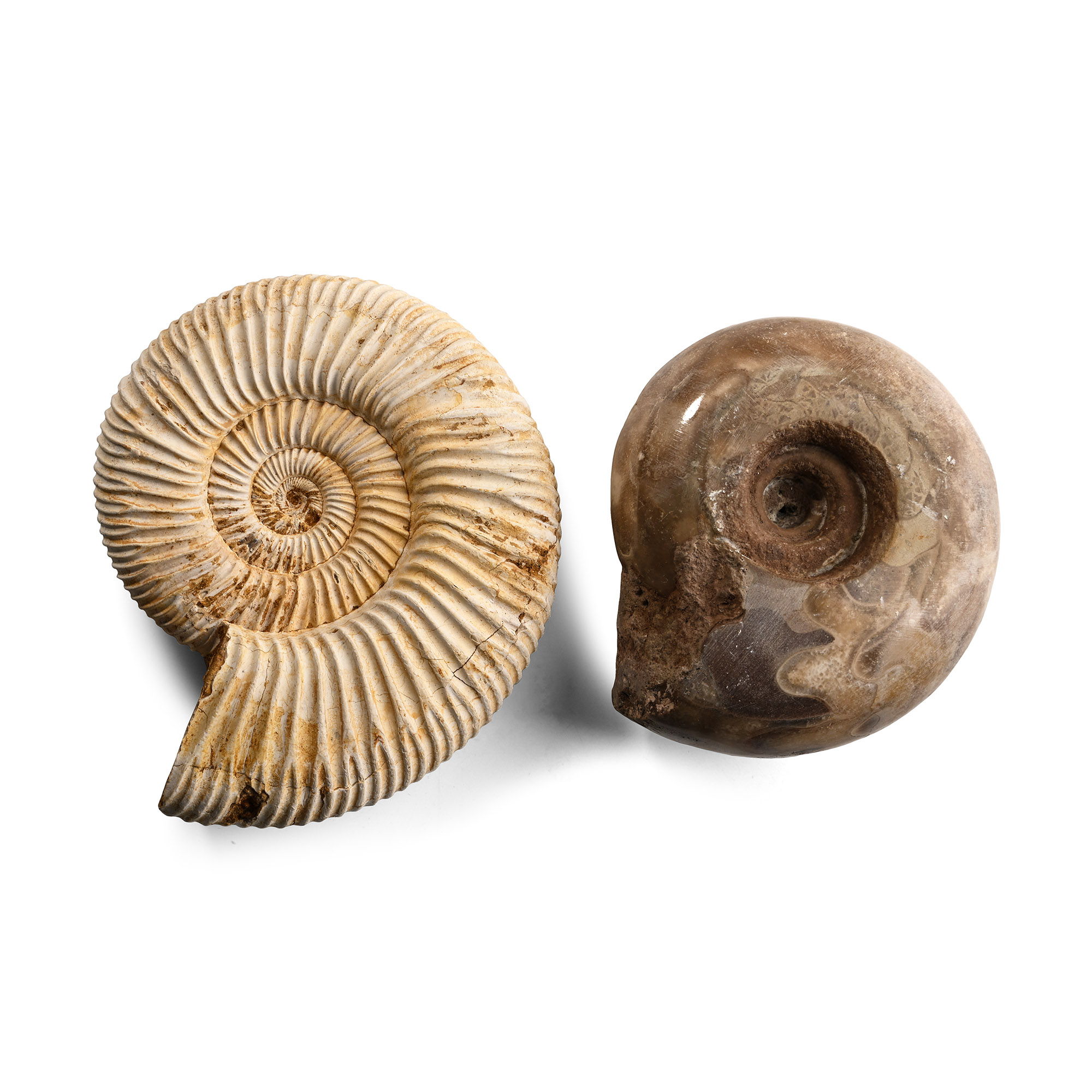 Fossil Ammonoid Group