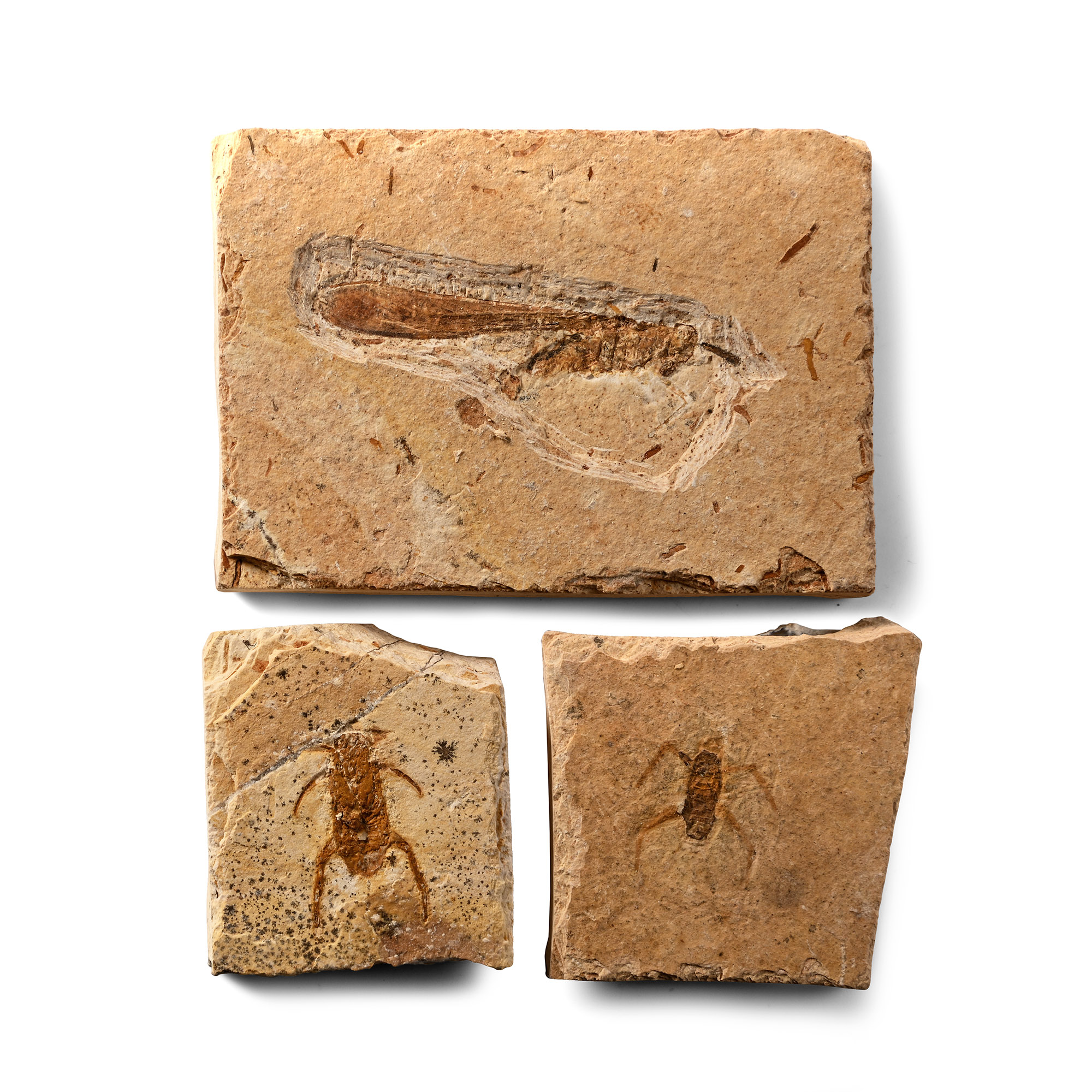 Fossil Insects in Matrix Collection
