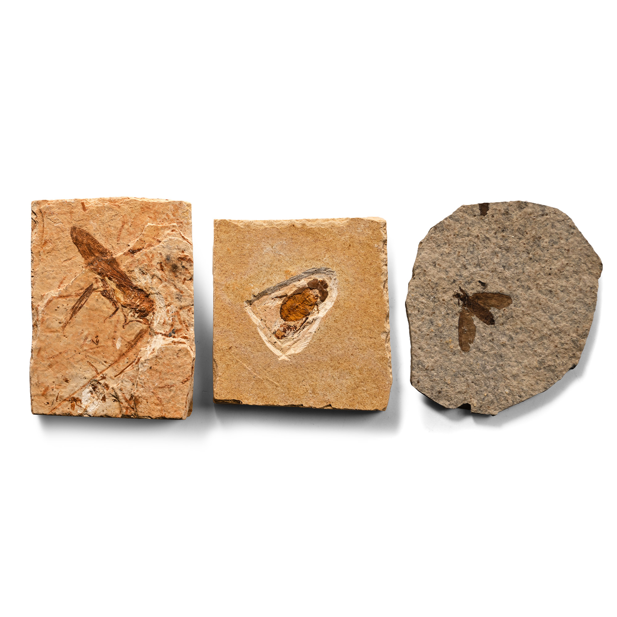 Fossil Insects in Matrix Collection