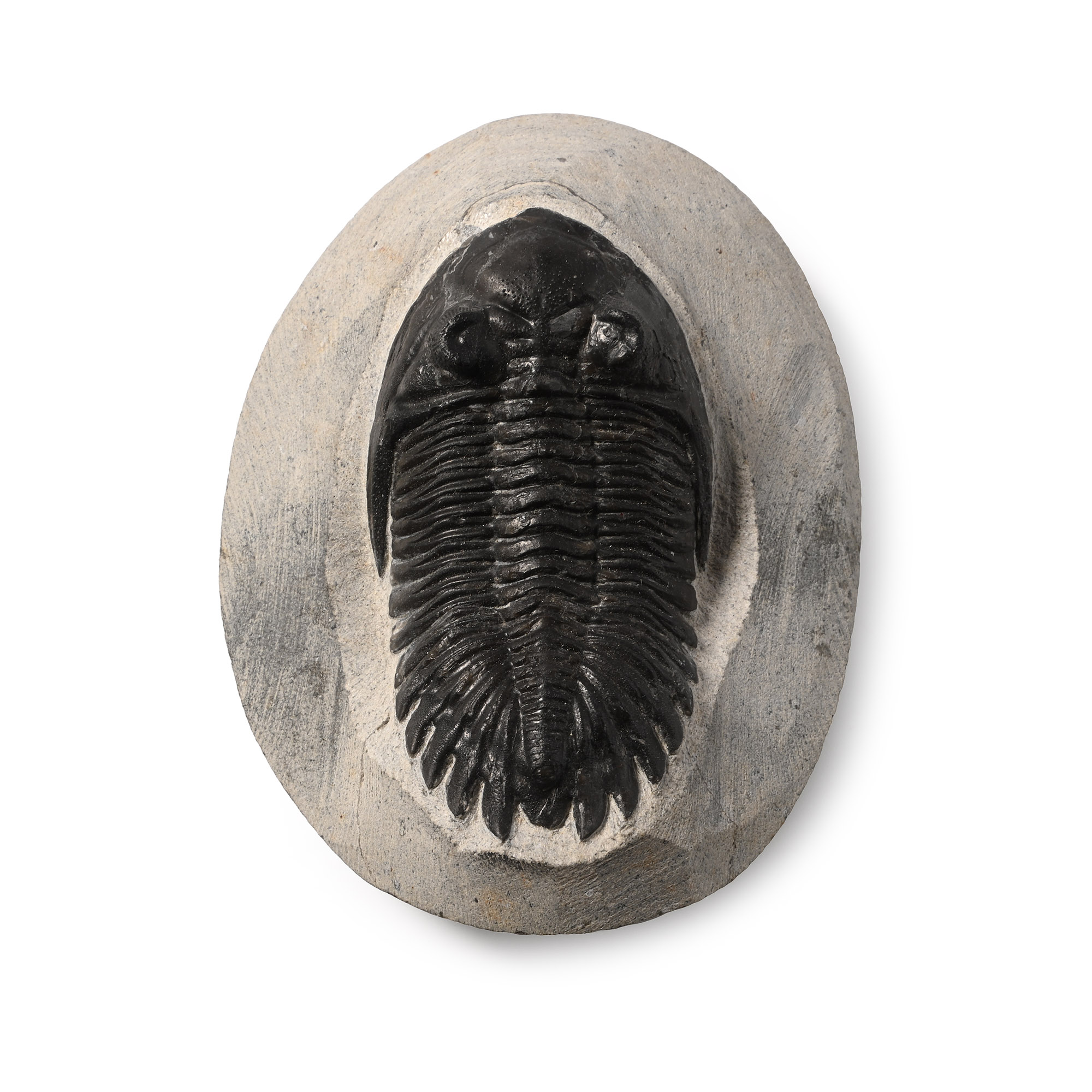 Fossil Asaphus Trilobite in Matrix