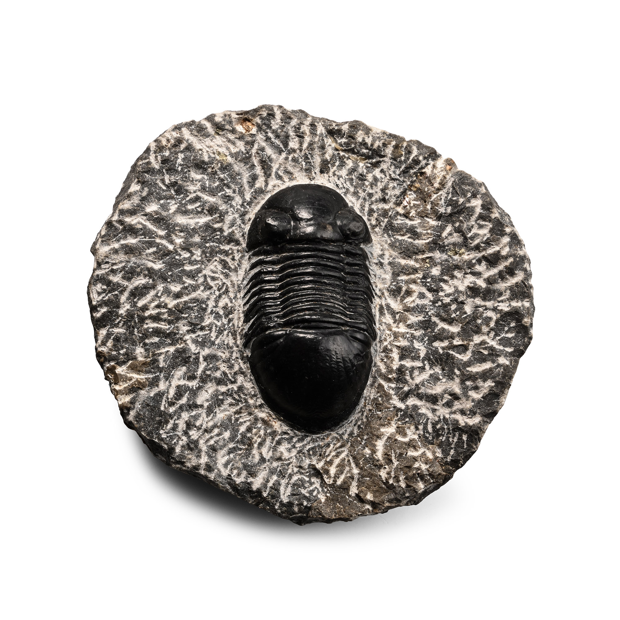 Fossil Thysanopeltidae Trilobite in Matrix