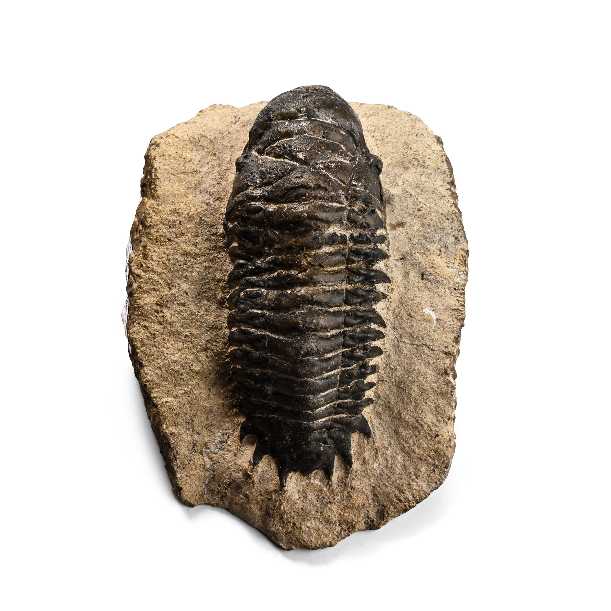 Fossil Crotalocephaline Trilobite in Matrix