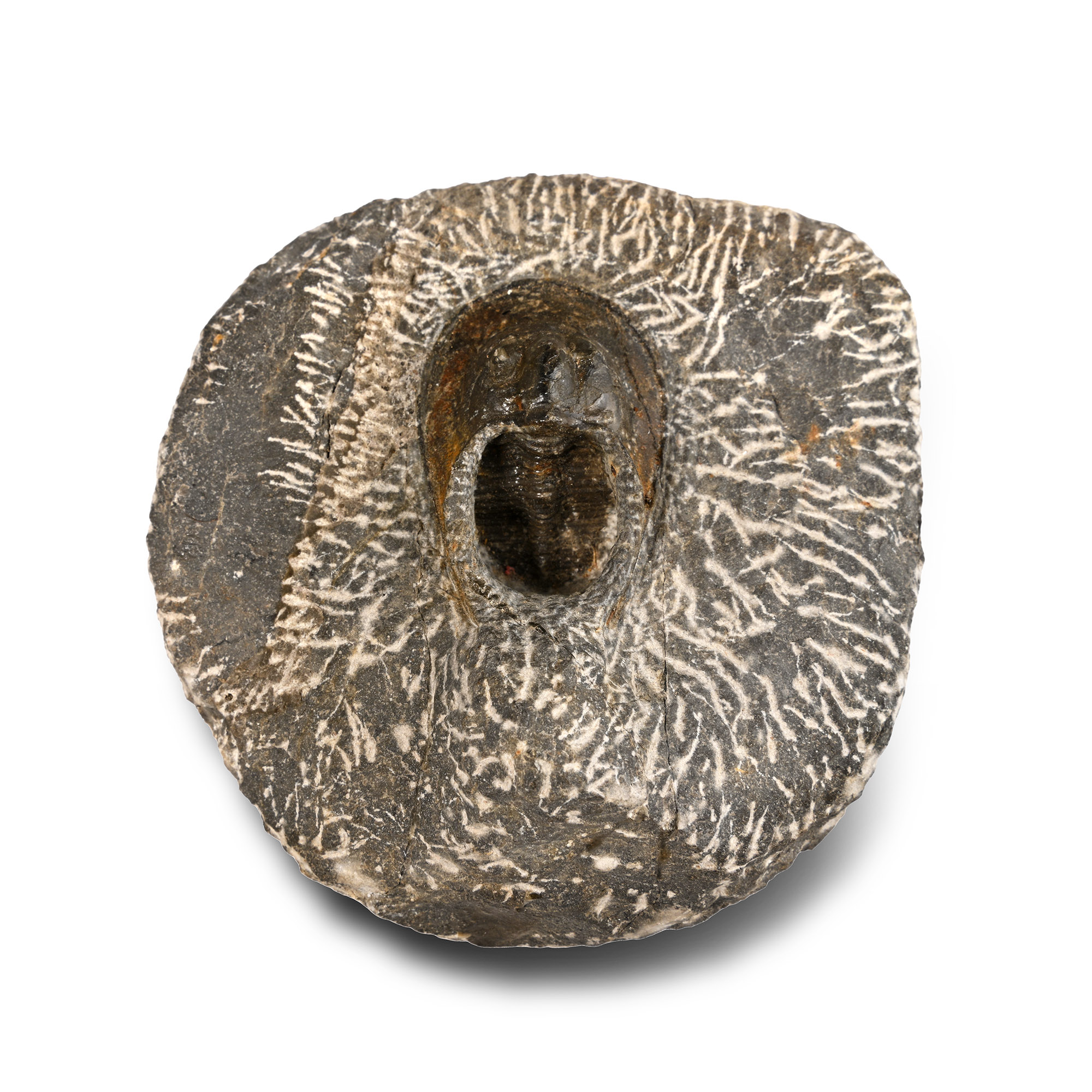 Fossil Harpes Trilobite in Matrix