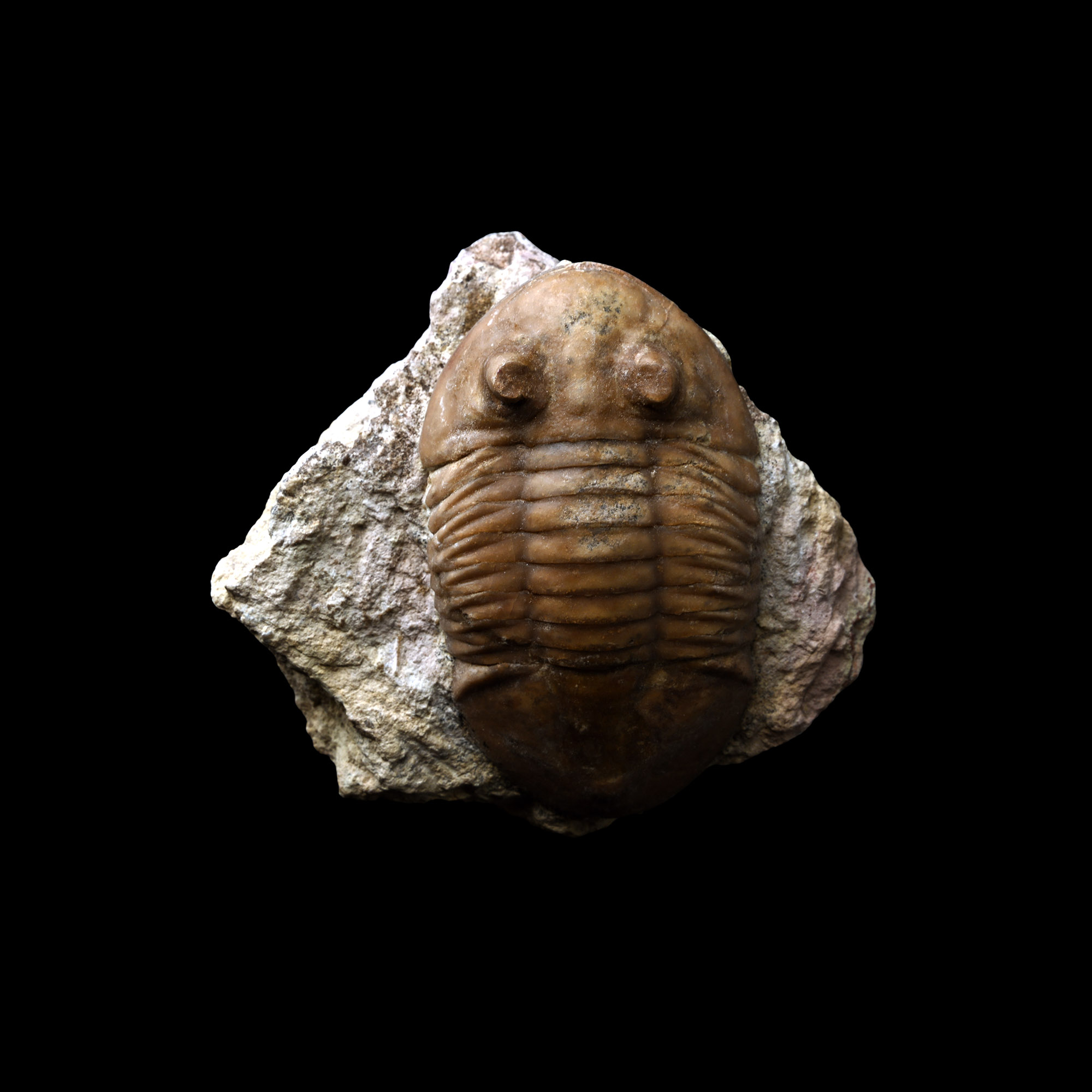 Fossil Asaphus Trilobite in Matrix