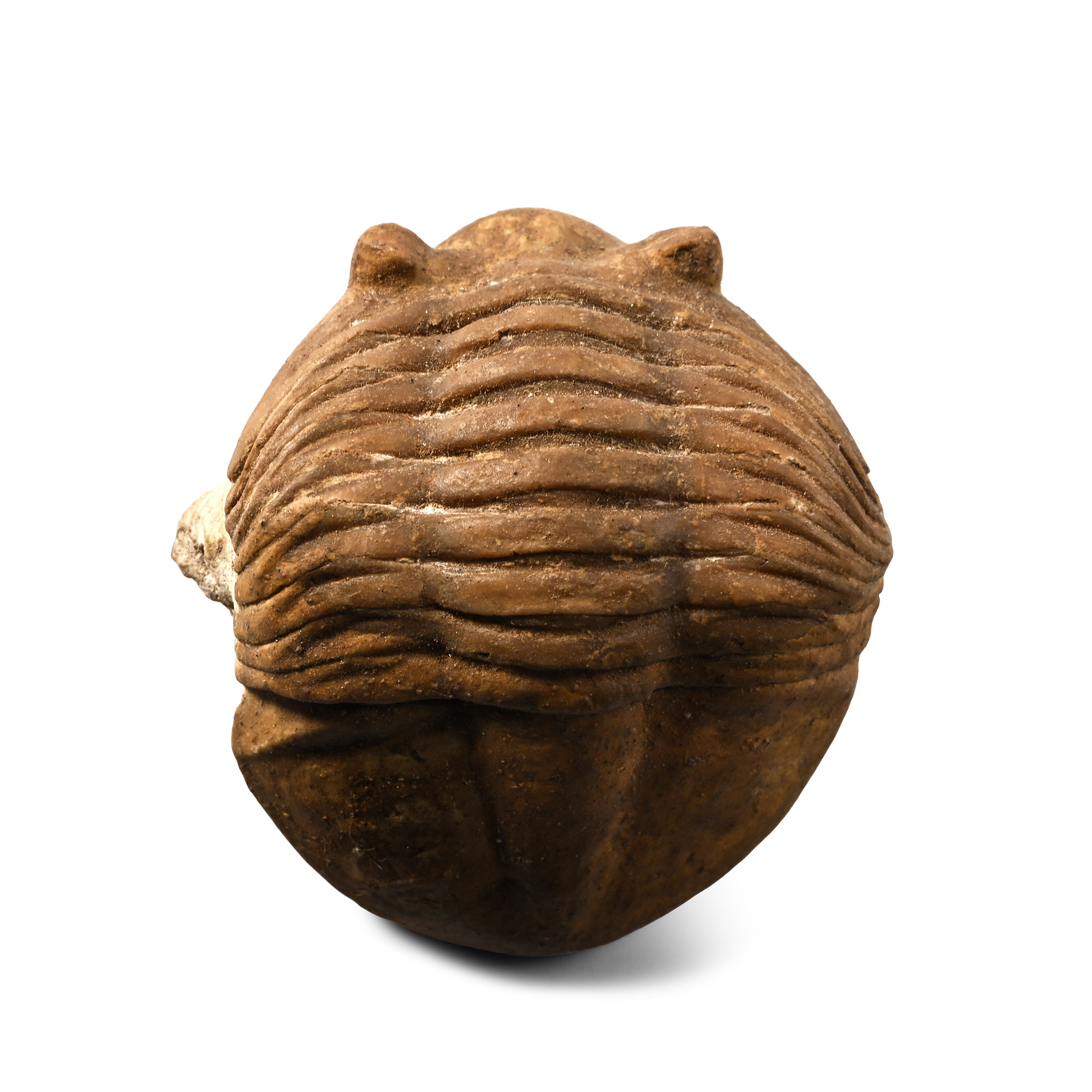 Fossil Asaphus Trilobite in Matrix