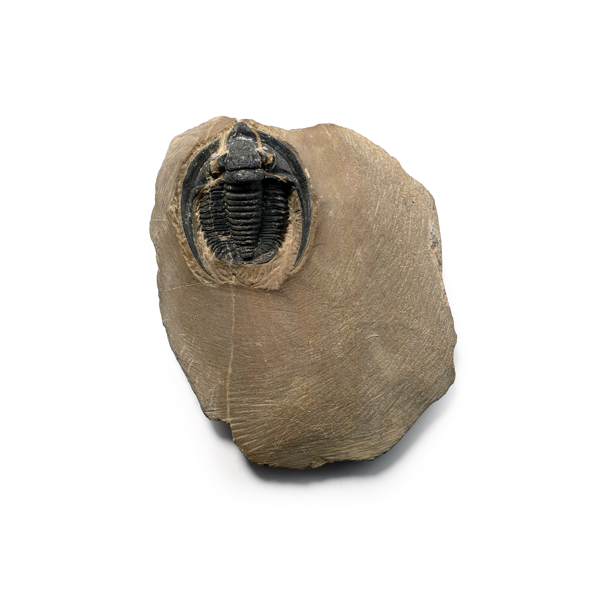 Fossil Harpes Trilobite in Matrix