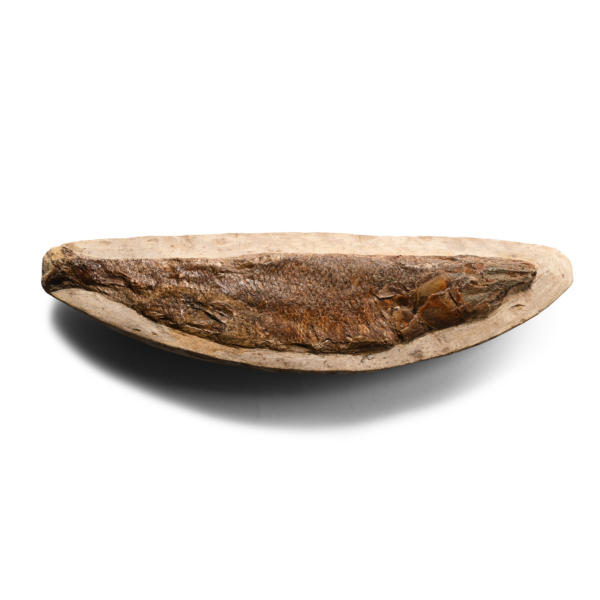 British Unidentified Fossil Fish in Matrix