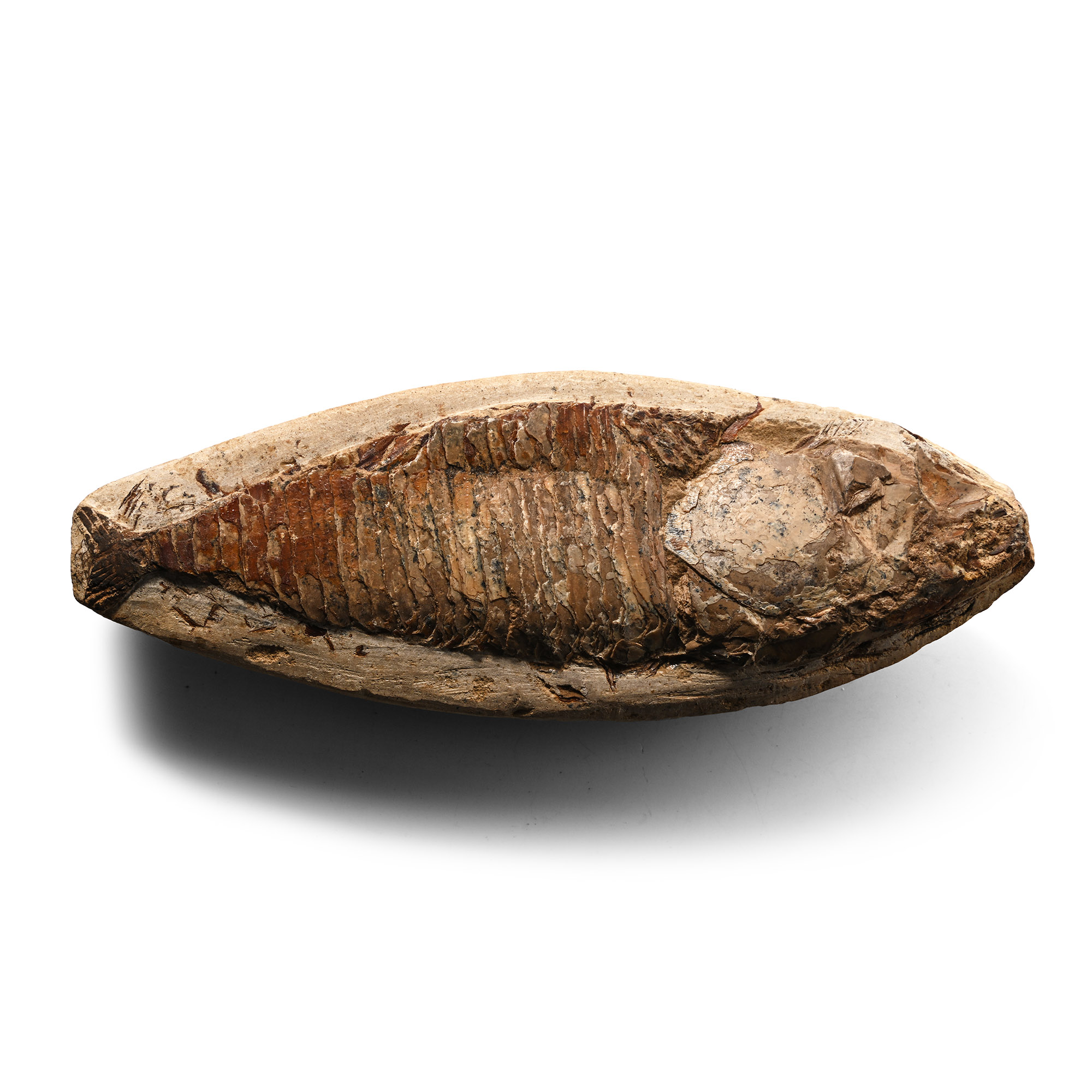 Fossil Vinctifer Comploni Fish in Matrix