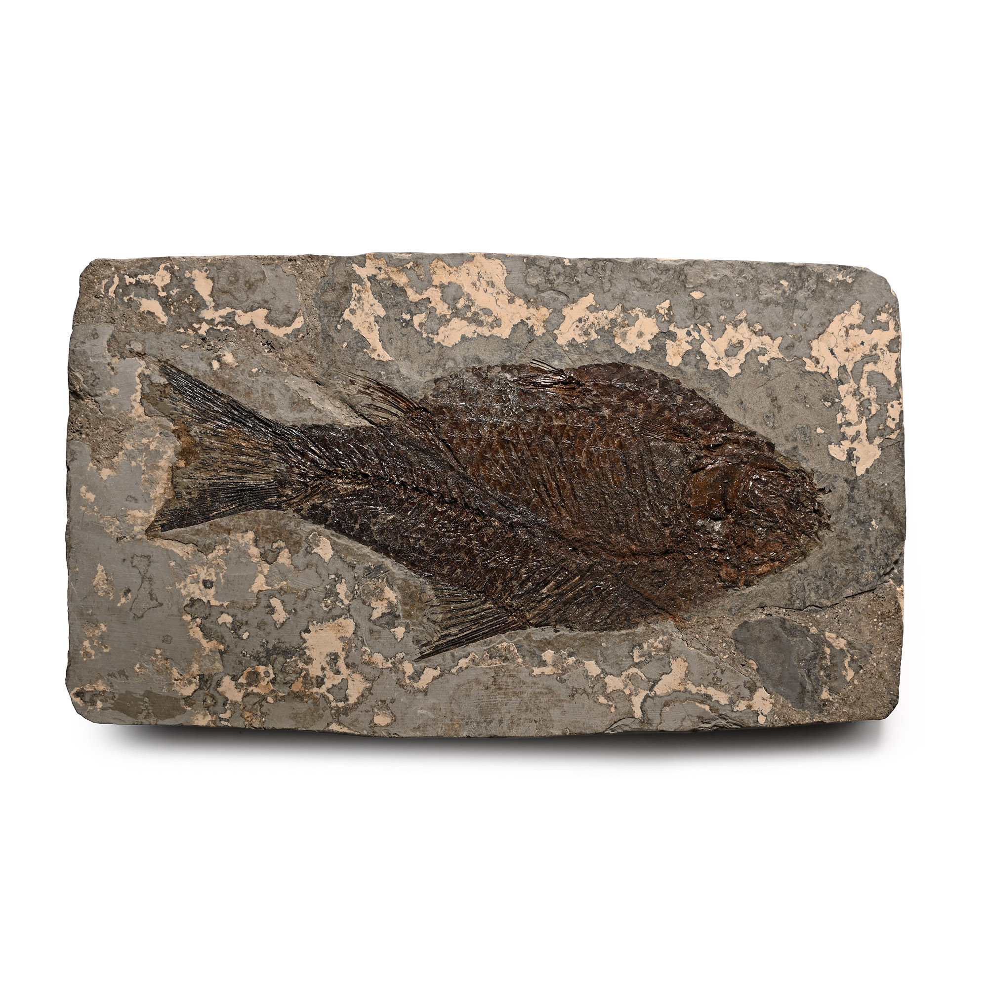 Fossil Vinctifer Jianghanichthys Species Fish in Matrix