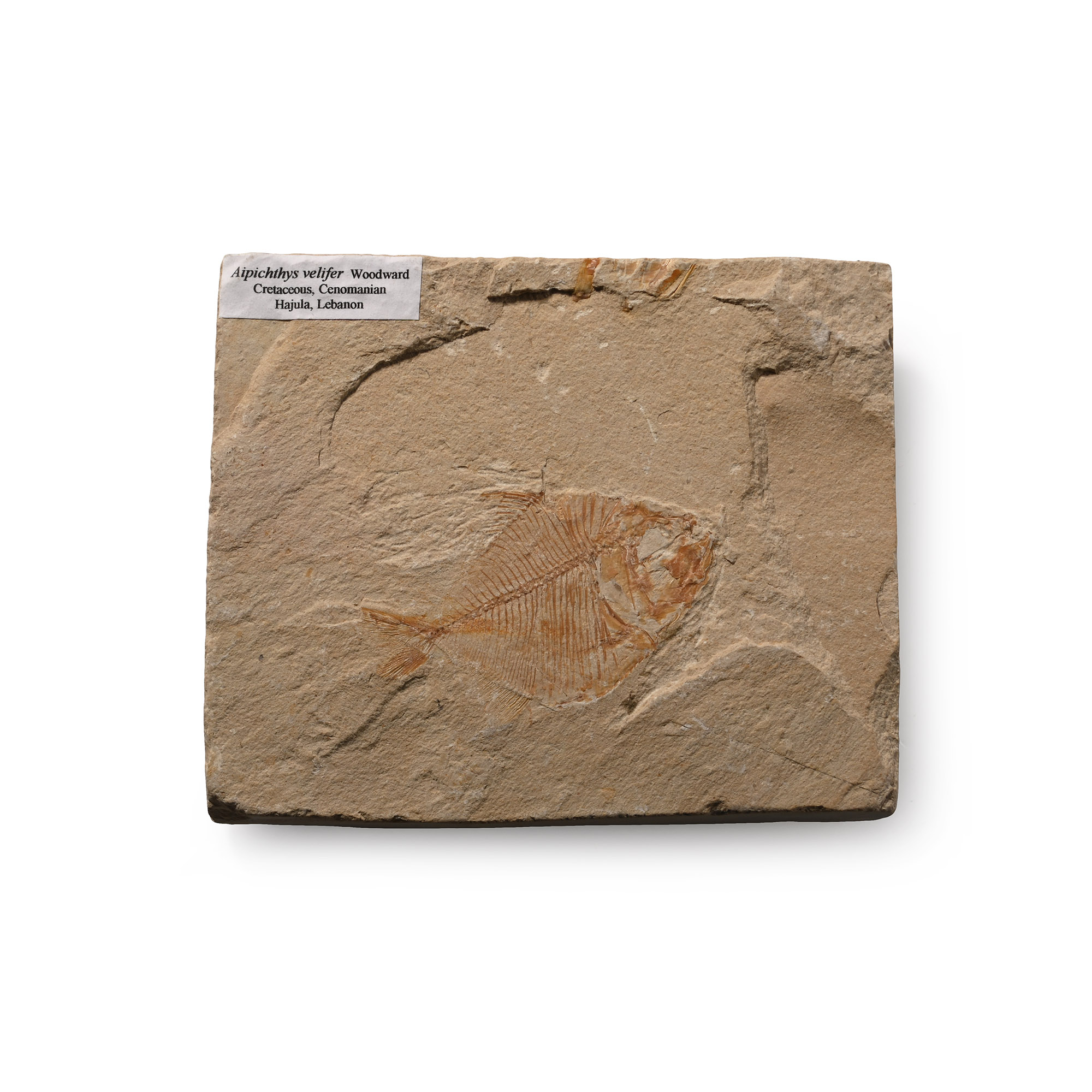 Fossil Aipichthys Fish in Matrix