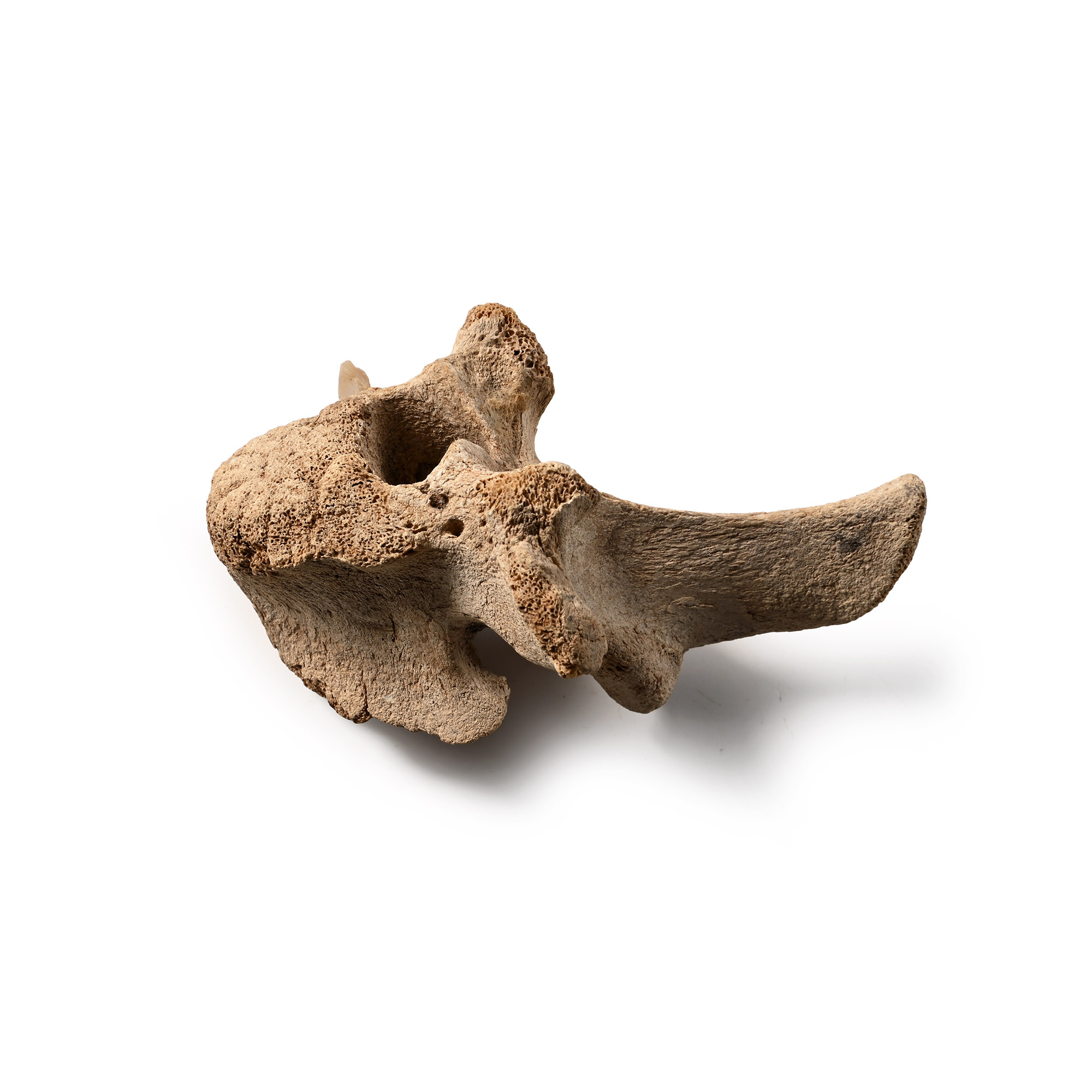 Stone Arrowhead Embedded in a Leidyosuchus Crocodile Vertebra