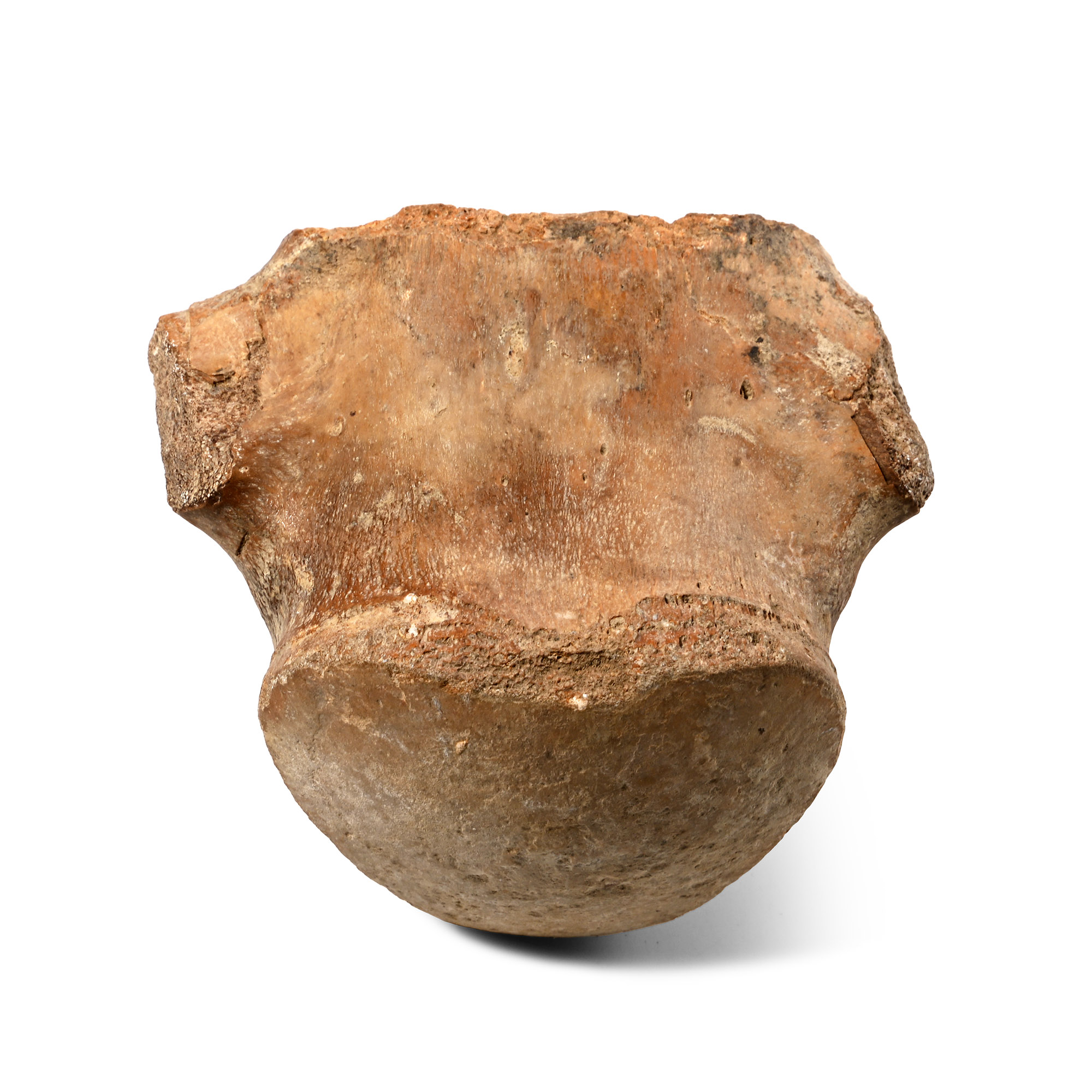 Fossil Tylosaurus Marine Dinosaur Vertebra