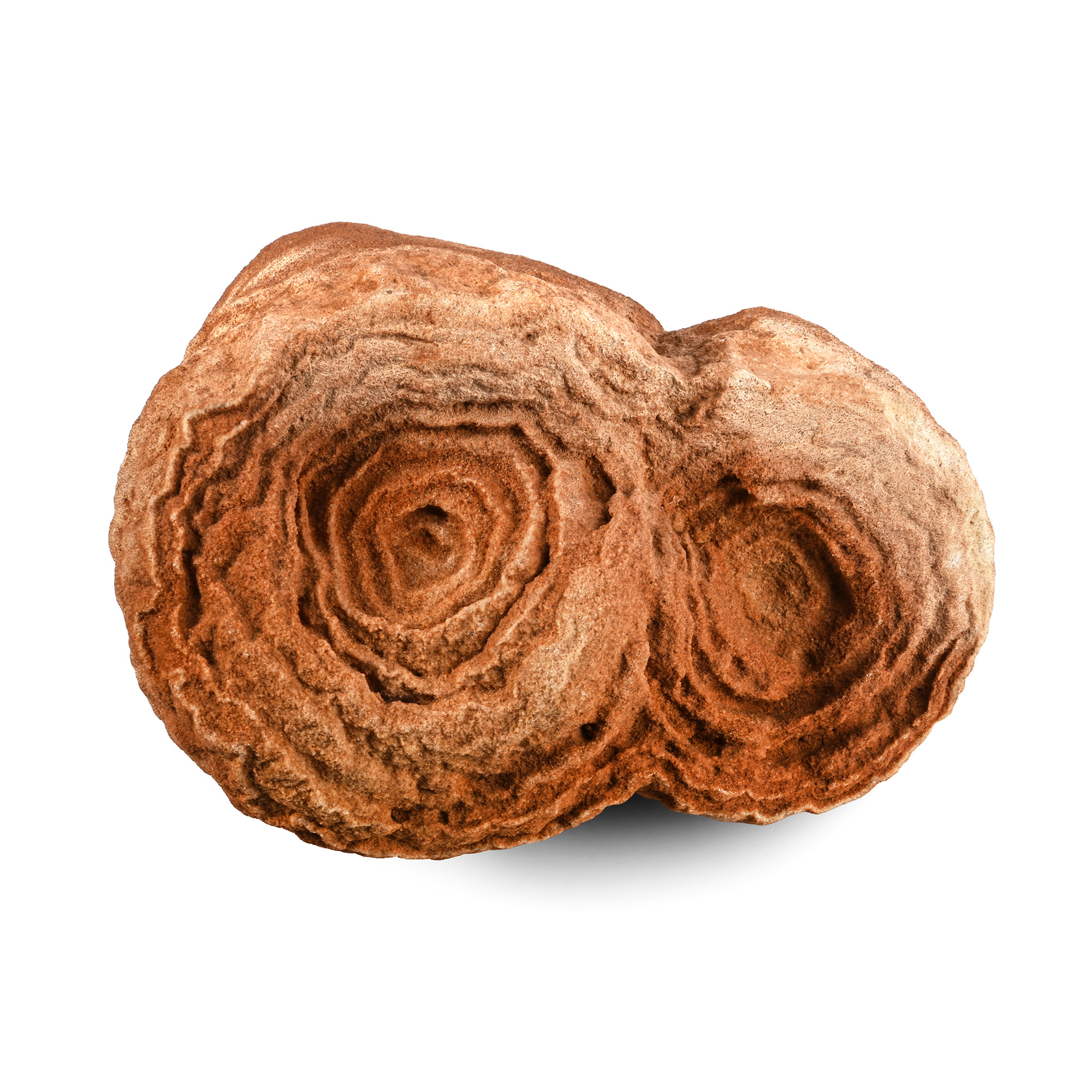 Stromatolite Specimen