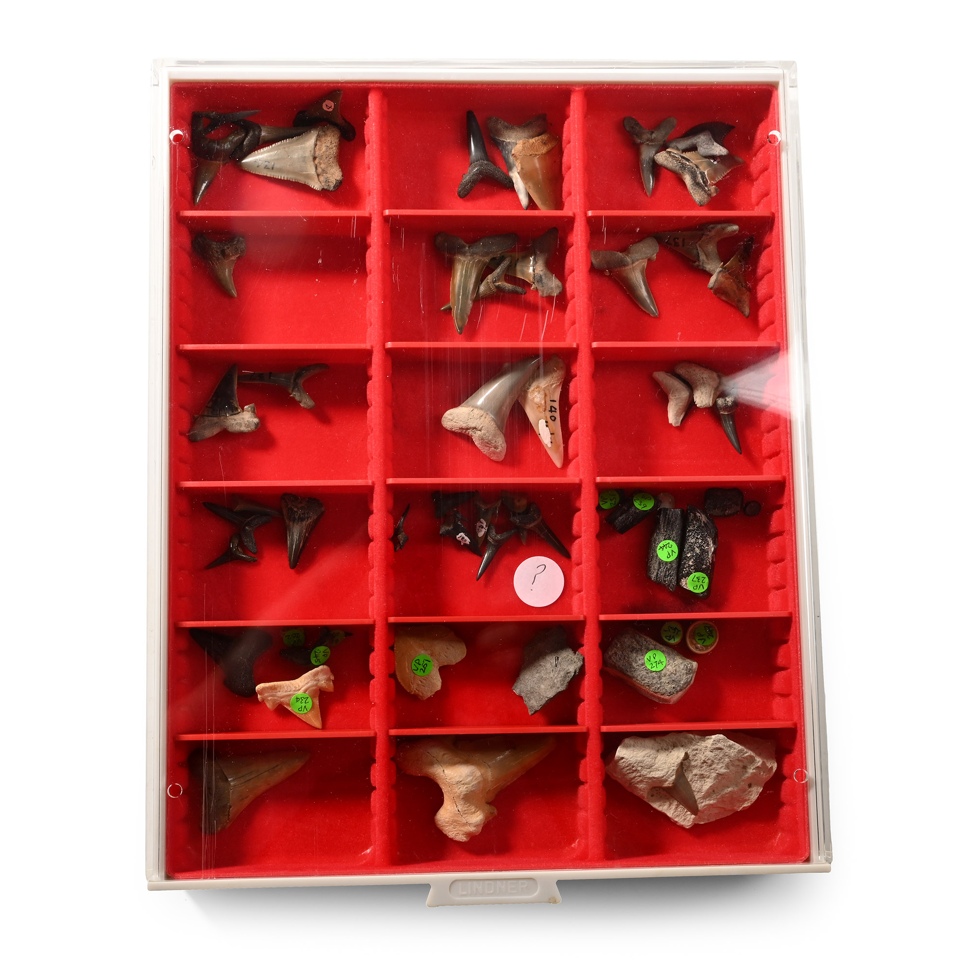 Collection of Extinct Fossilised Shark Teeth in Collector's Display Box