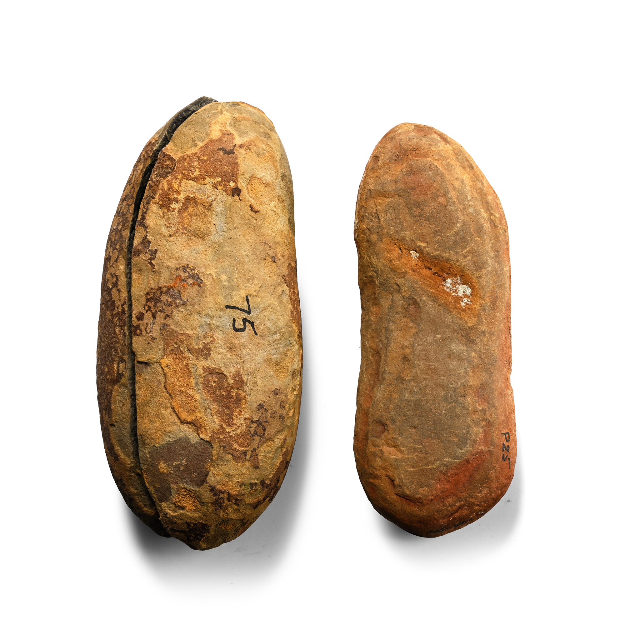 Fossil Astrotheca and Neuropteris Ferns in Split Nodules