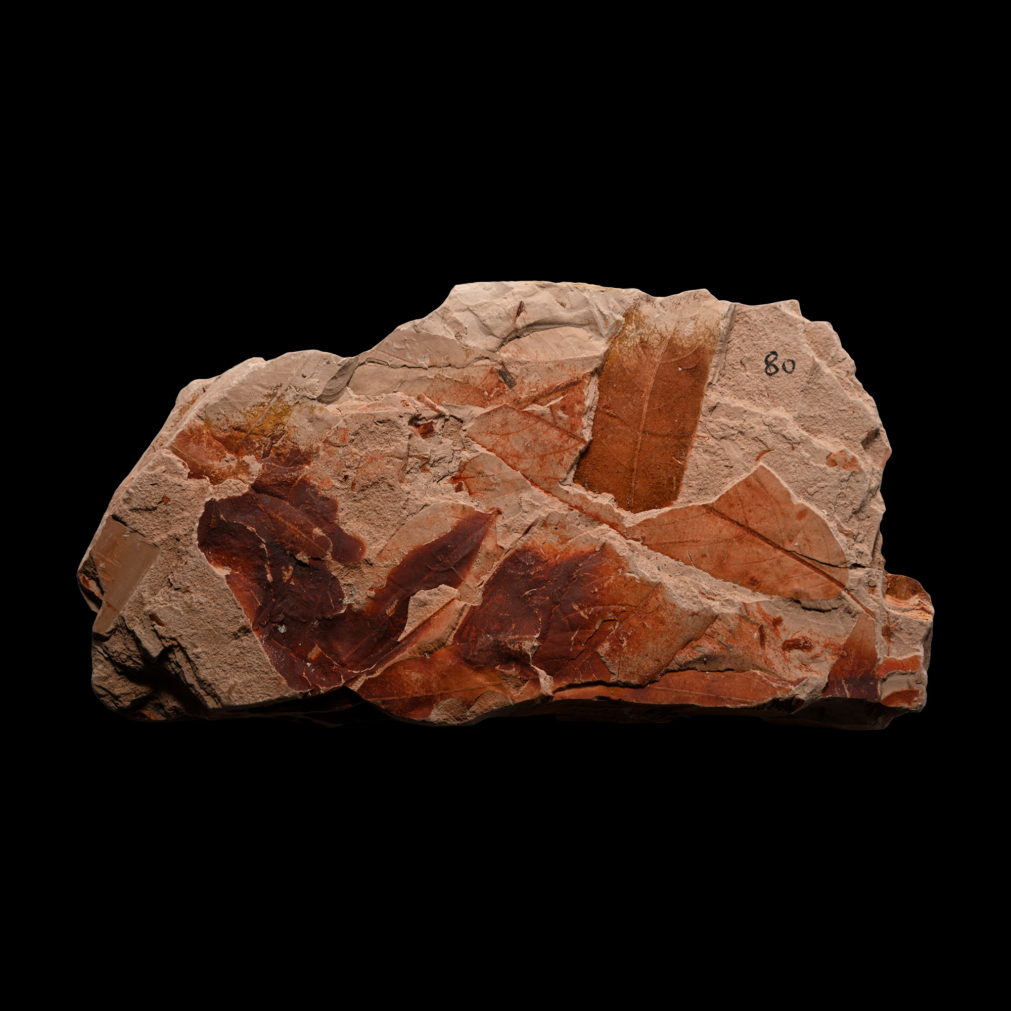 Fossil Nothofagus Ferns in Matrix