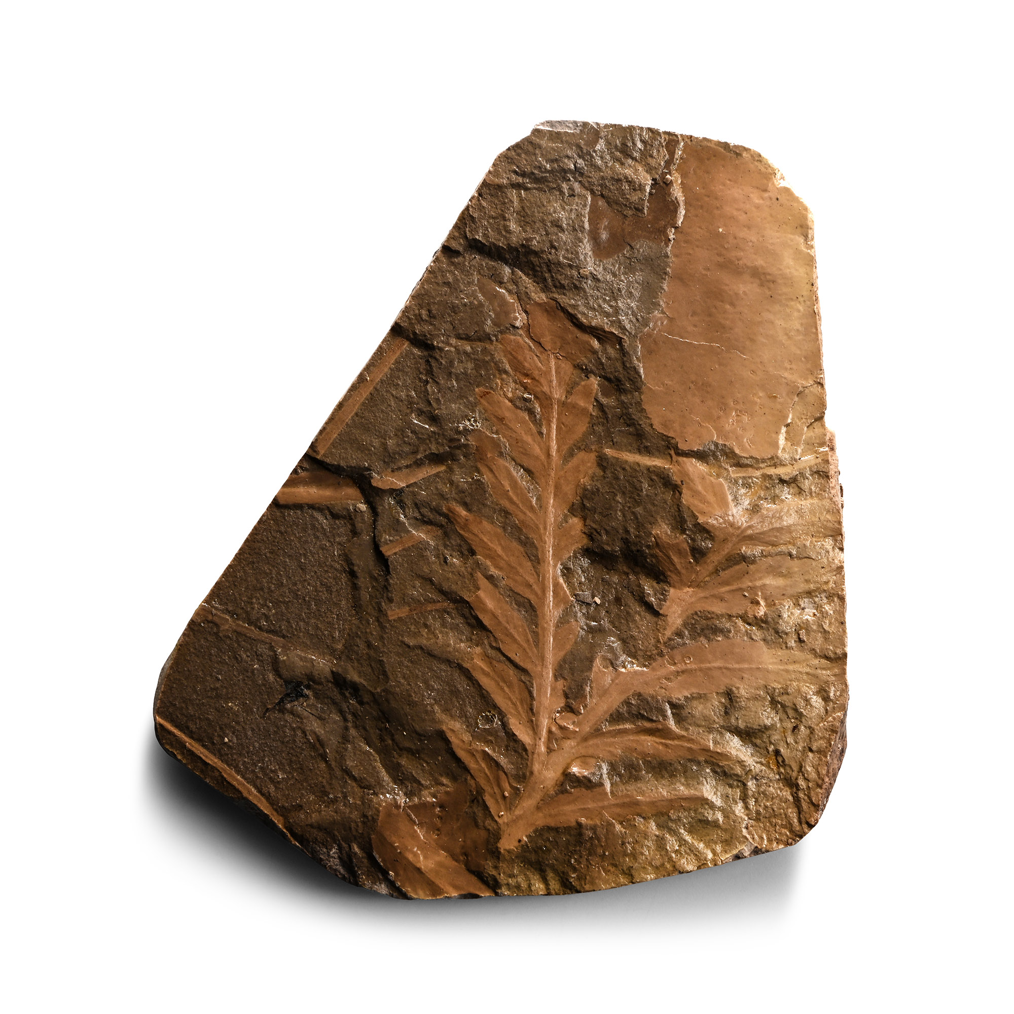 Fossil Fern in Matrix