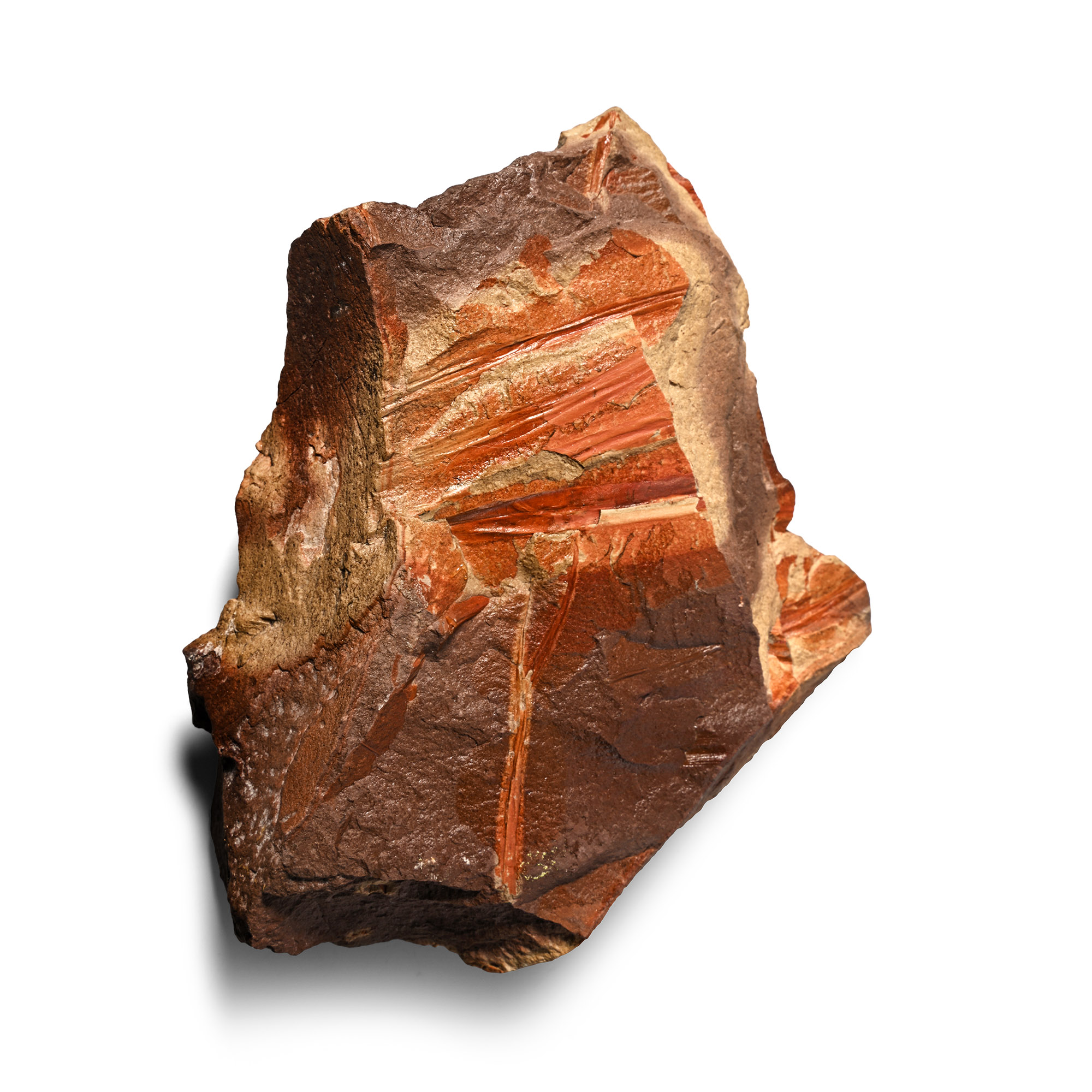 Nothofagus Fossil Ferns in Matrix