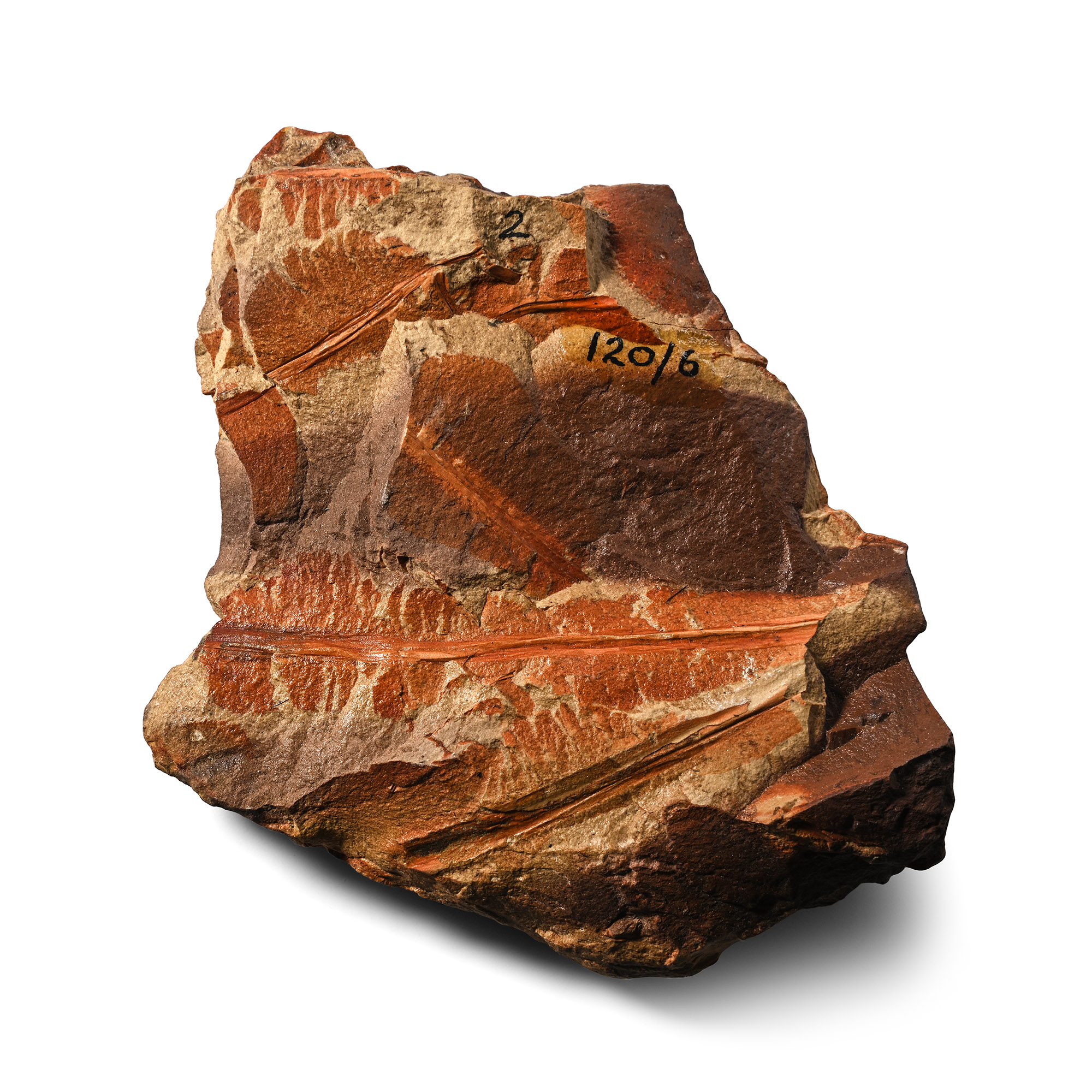 Nothofagus Fossil Ferns in Matrix