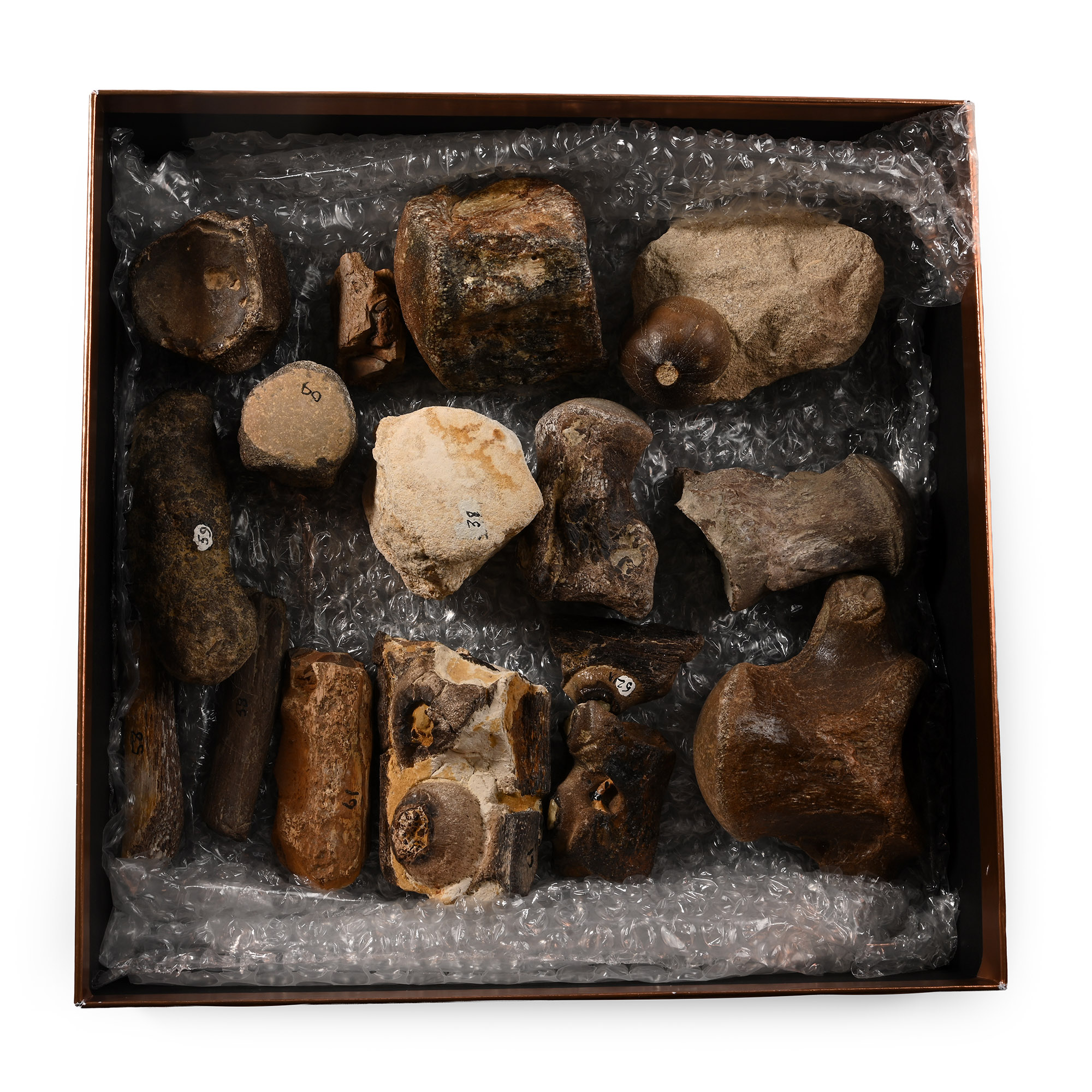 Mosasaur 'Marine Dinosaur' Fossil Bone and Tooth Collection