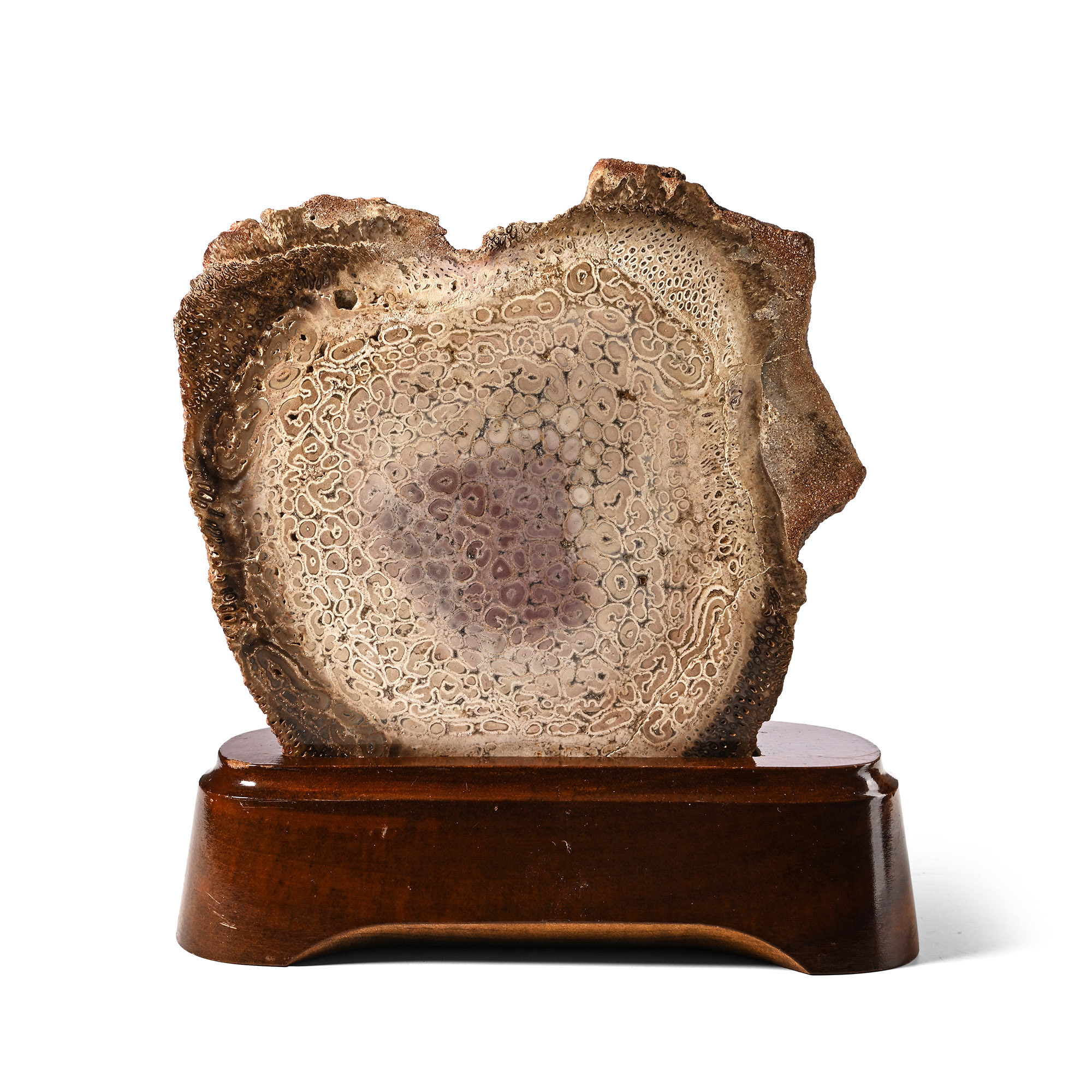 Cut and Polished Psaronius Brasiliensis Fossil Fern Slice on Stand