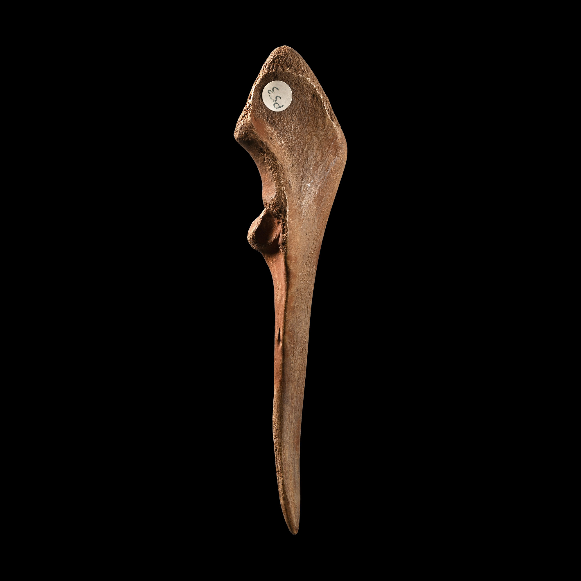 Large French Stone Age Magdalenian Bone Awl