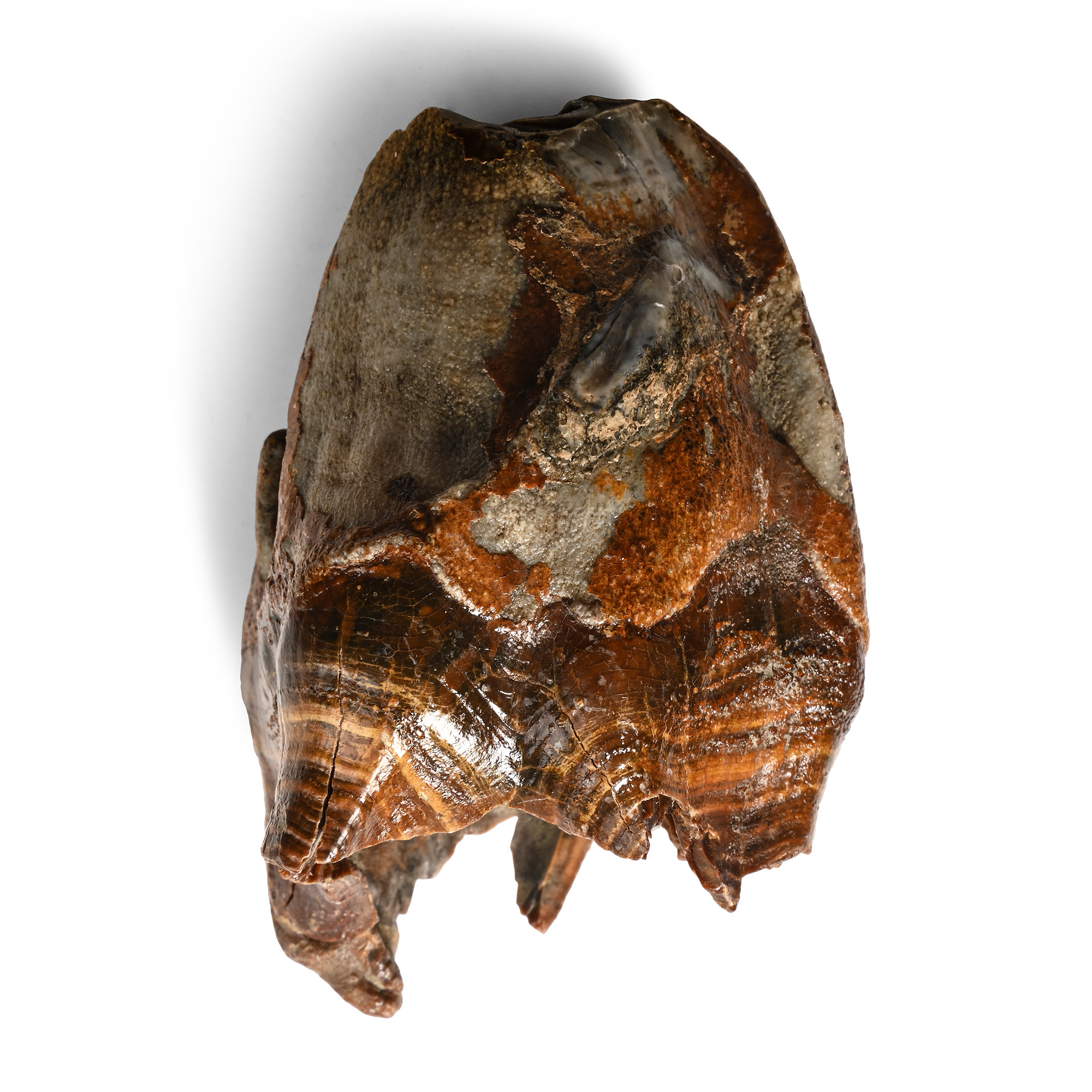 Woolly Rhinoceros Large Upper Jaw Tooth