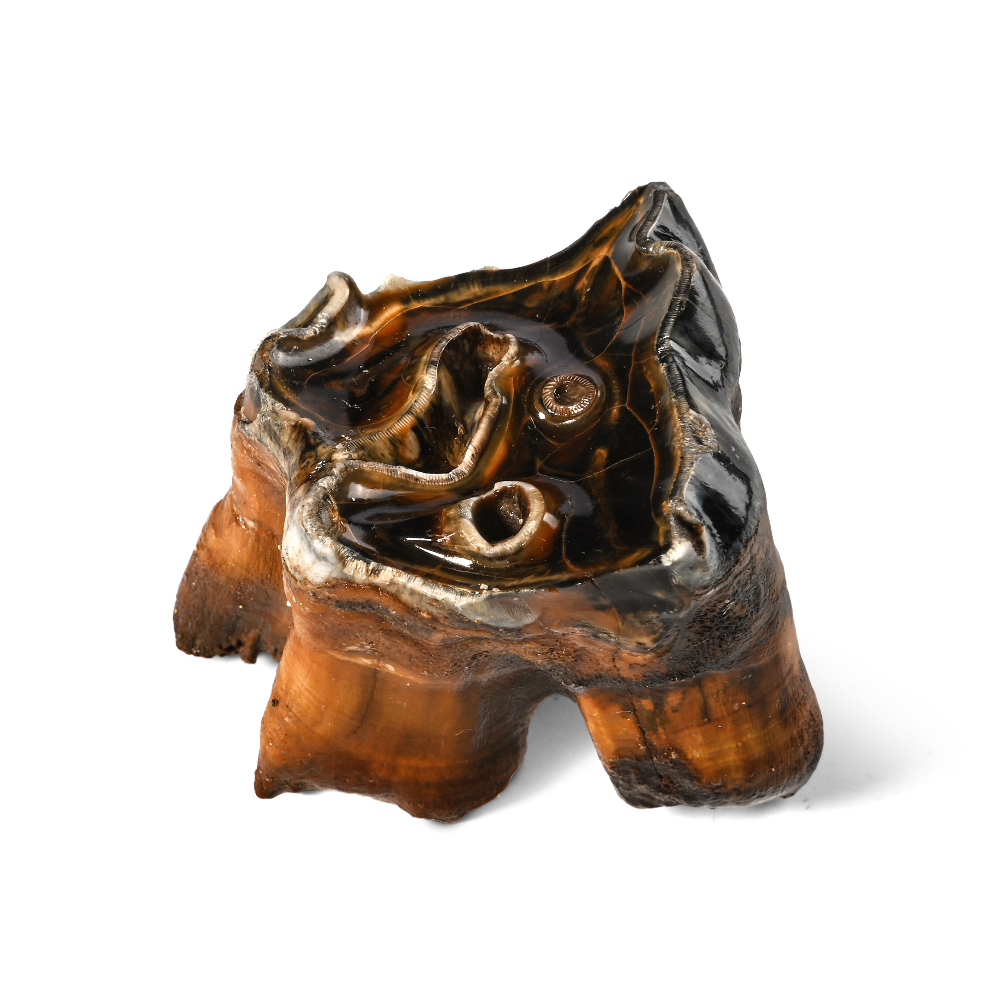 Woolly Rhinoceros Juvenile Milk Tooth