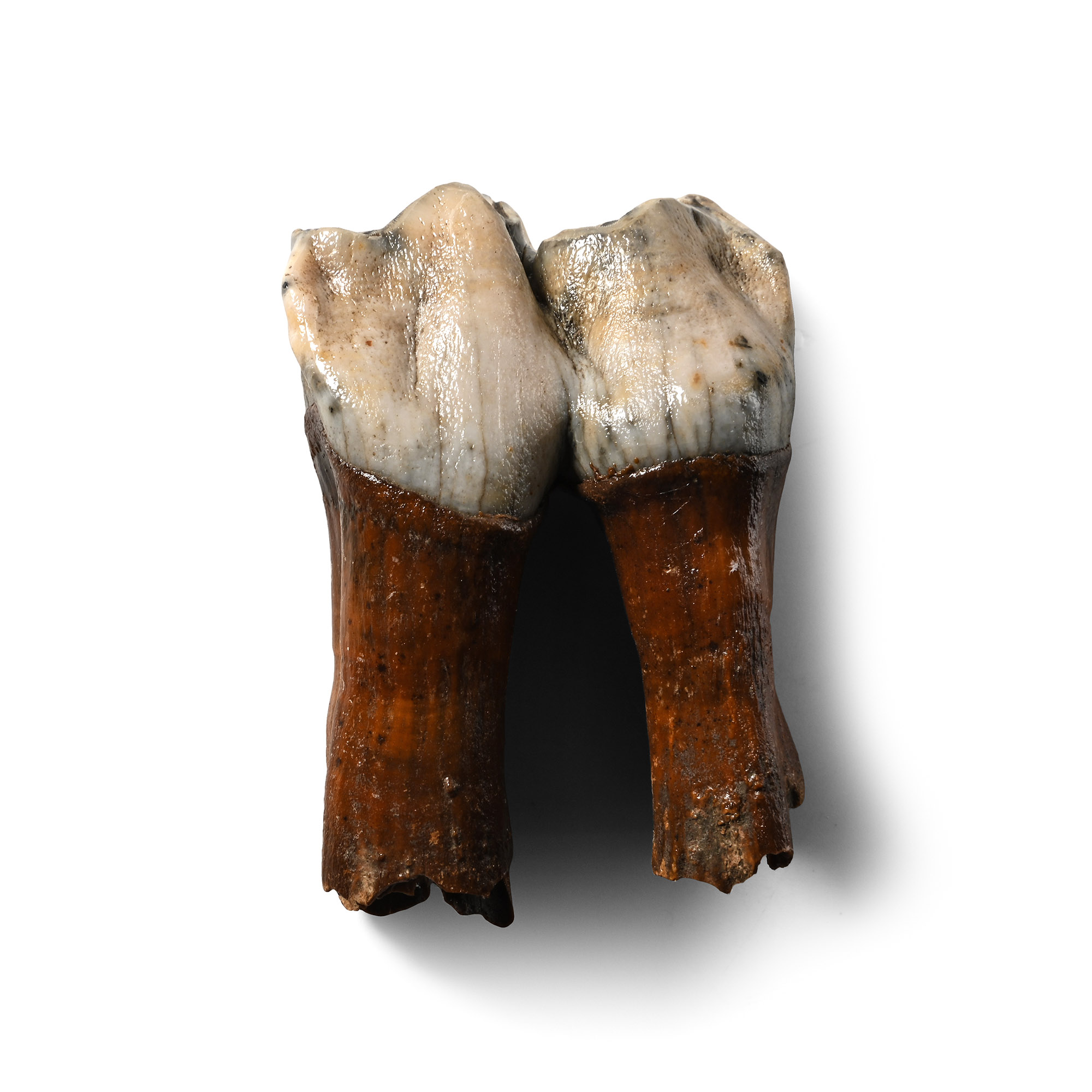 Woolly Rhinoceros Juvenile Milk Tooth