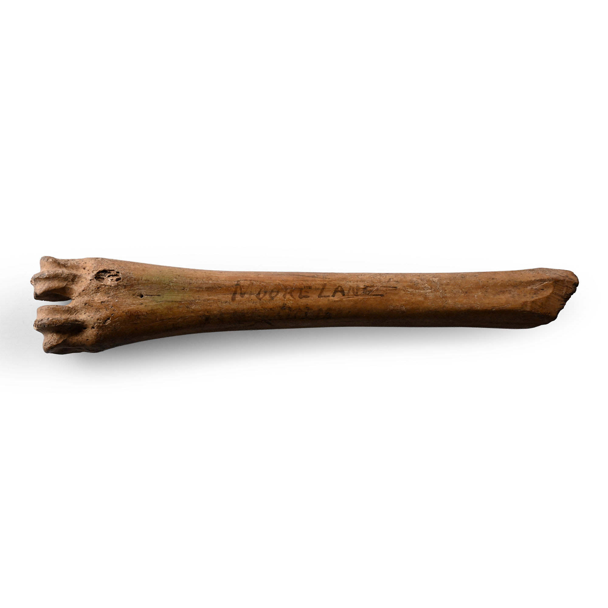 Tudor Bone Apple Corer